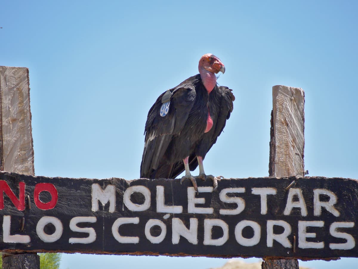 California Condor — photograph 2