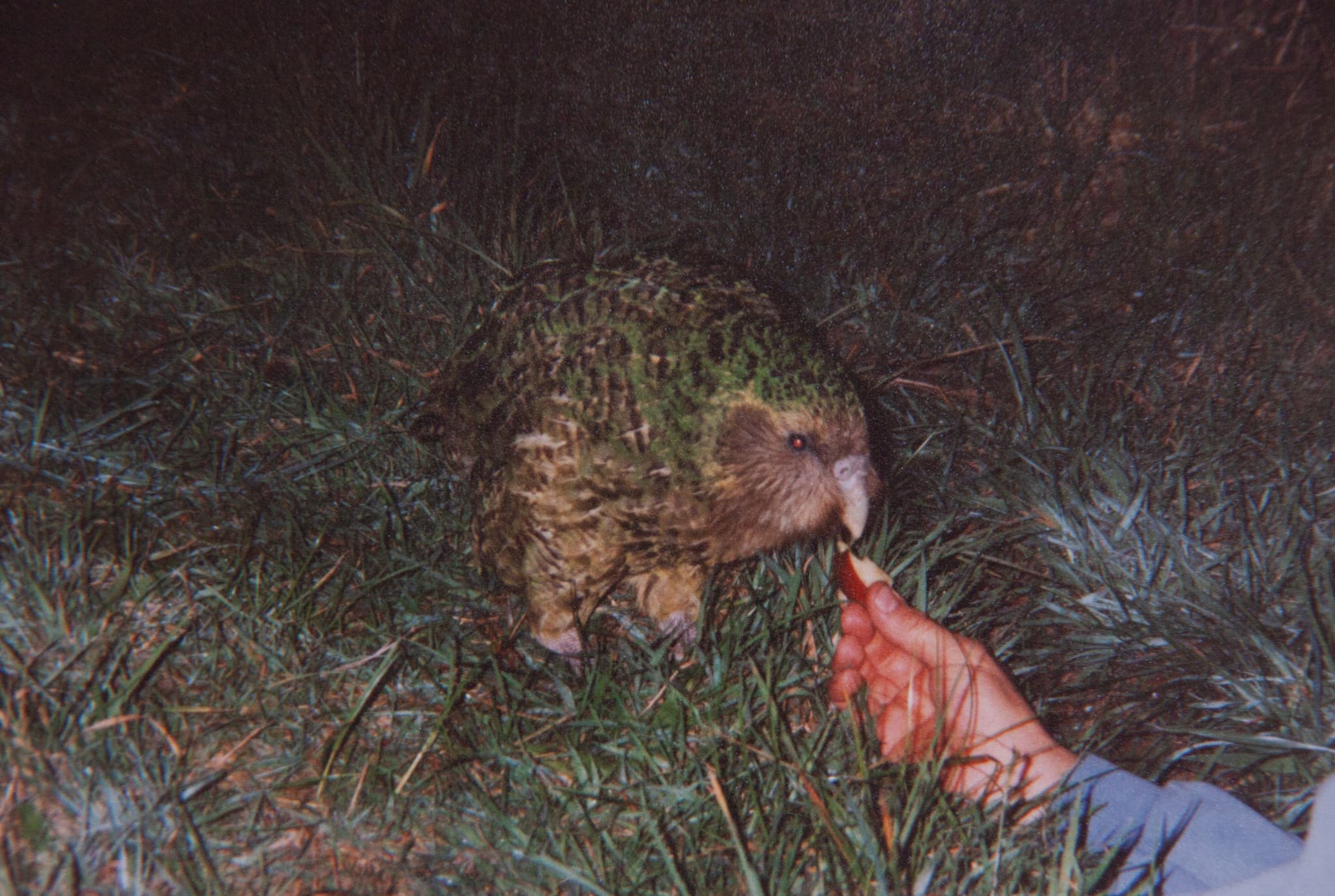 Kakapo — photograph 2