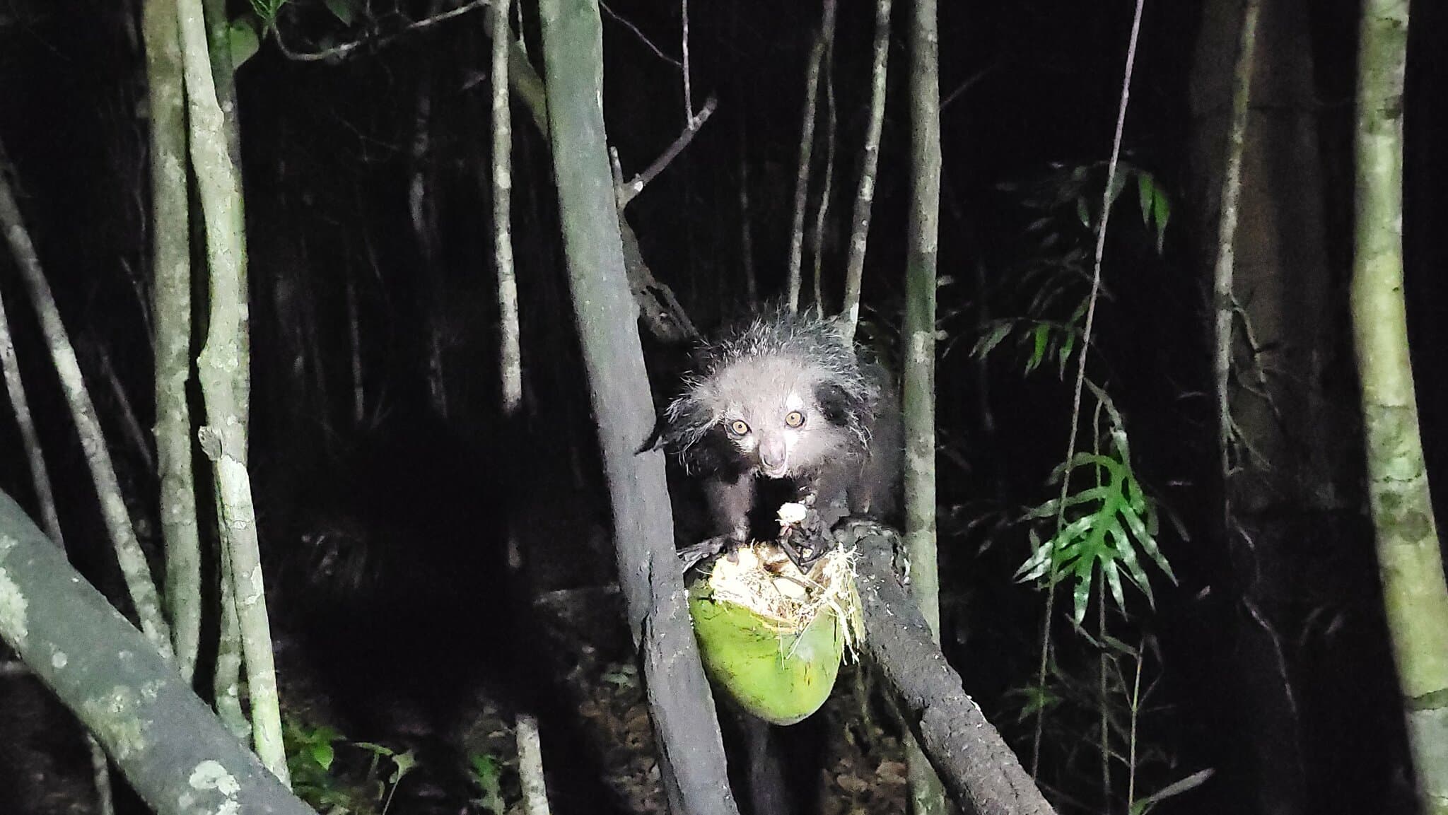 Aye-aye photo