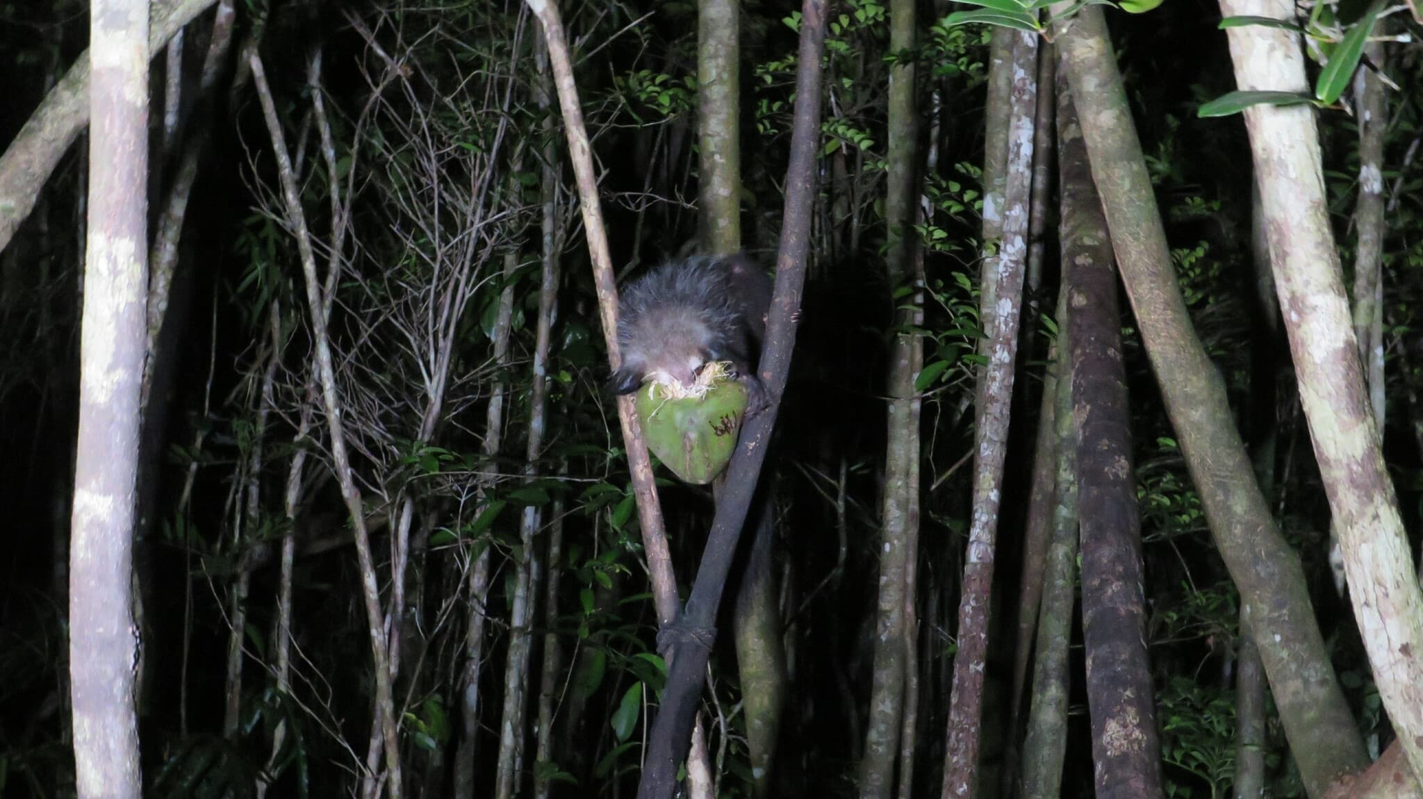 Aye-aye — photograph 3