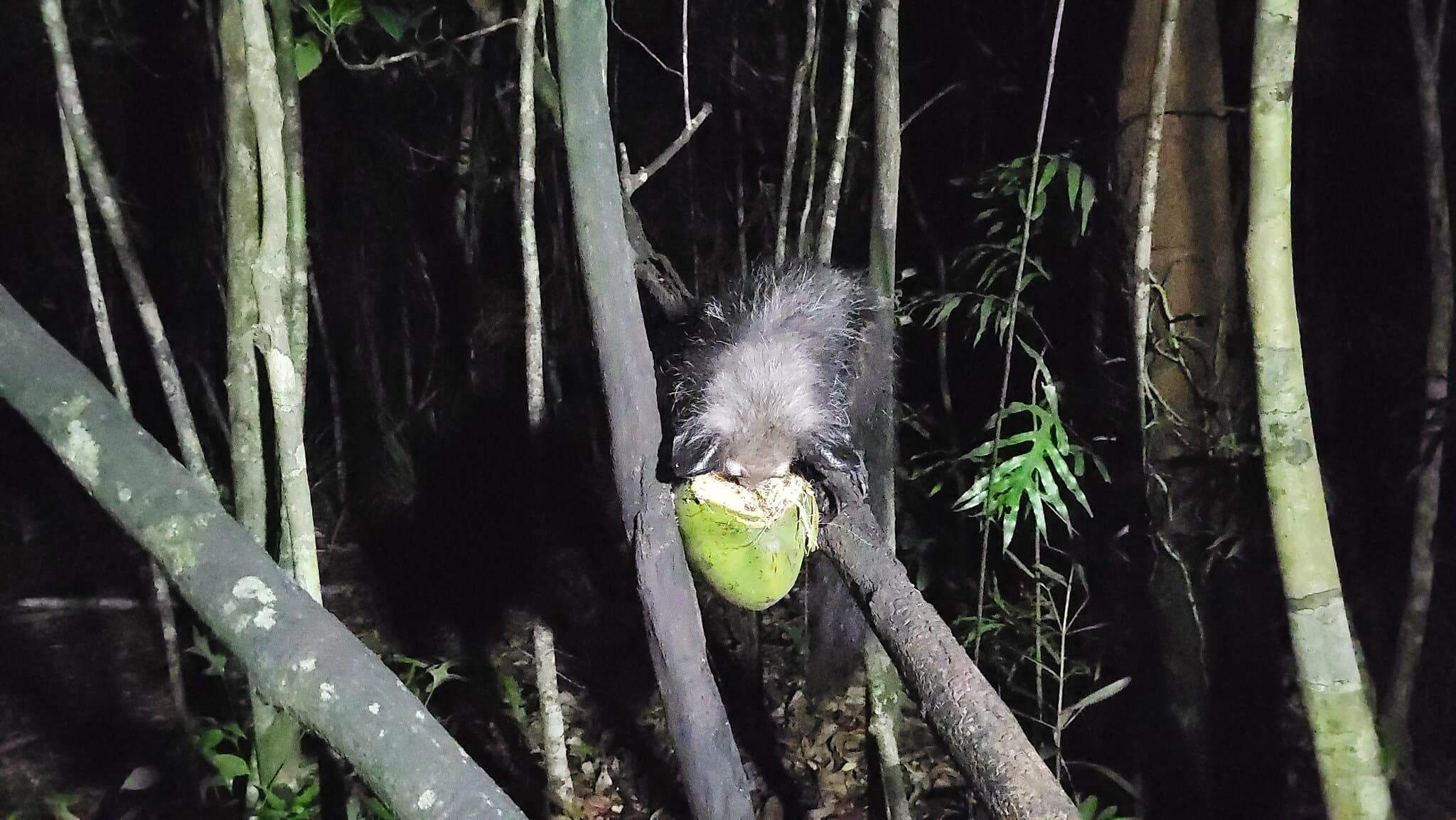 Aye-aye — photograph 2