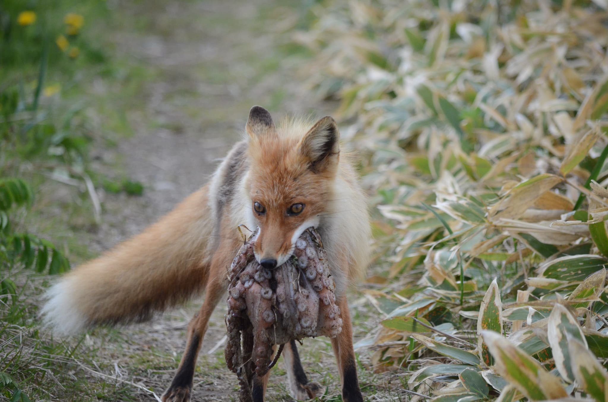Red Fox
