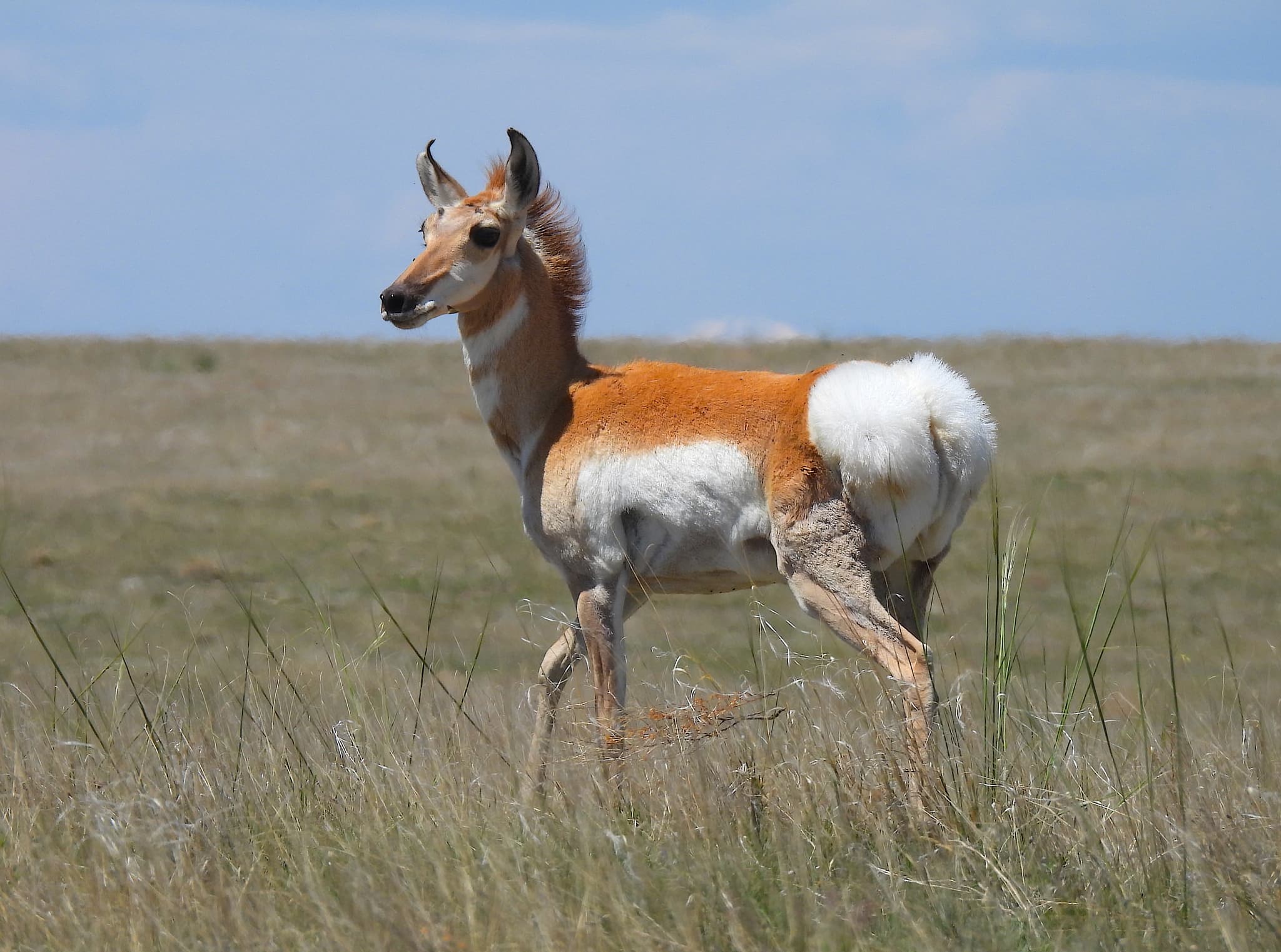Pronghorn