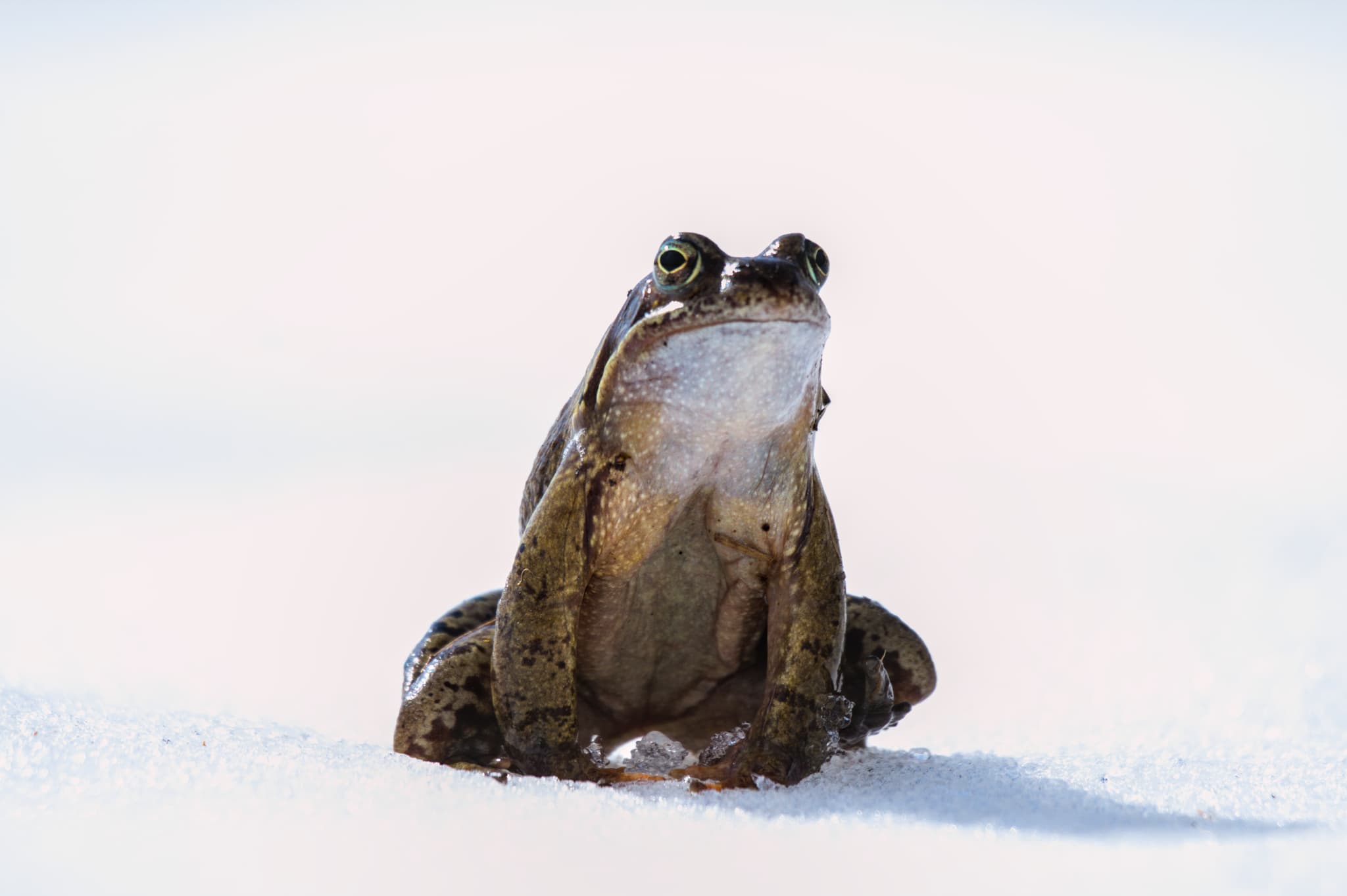 Common Frog photo