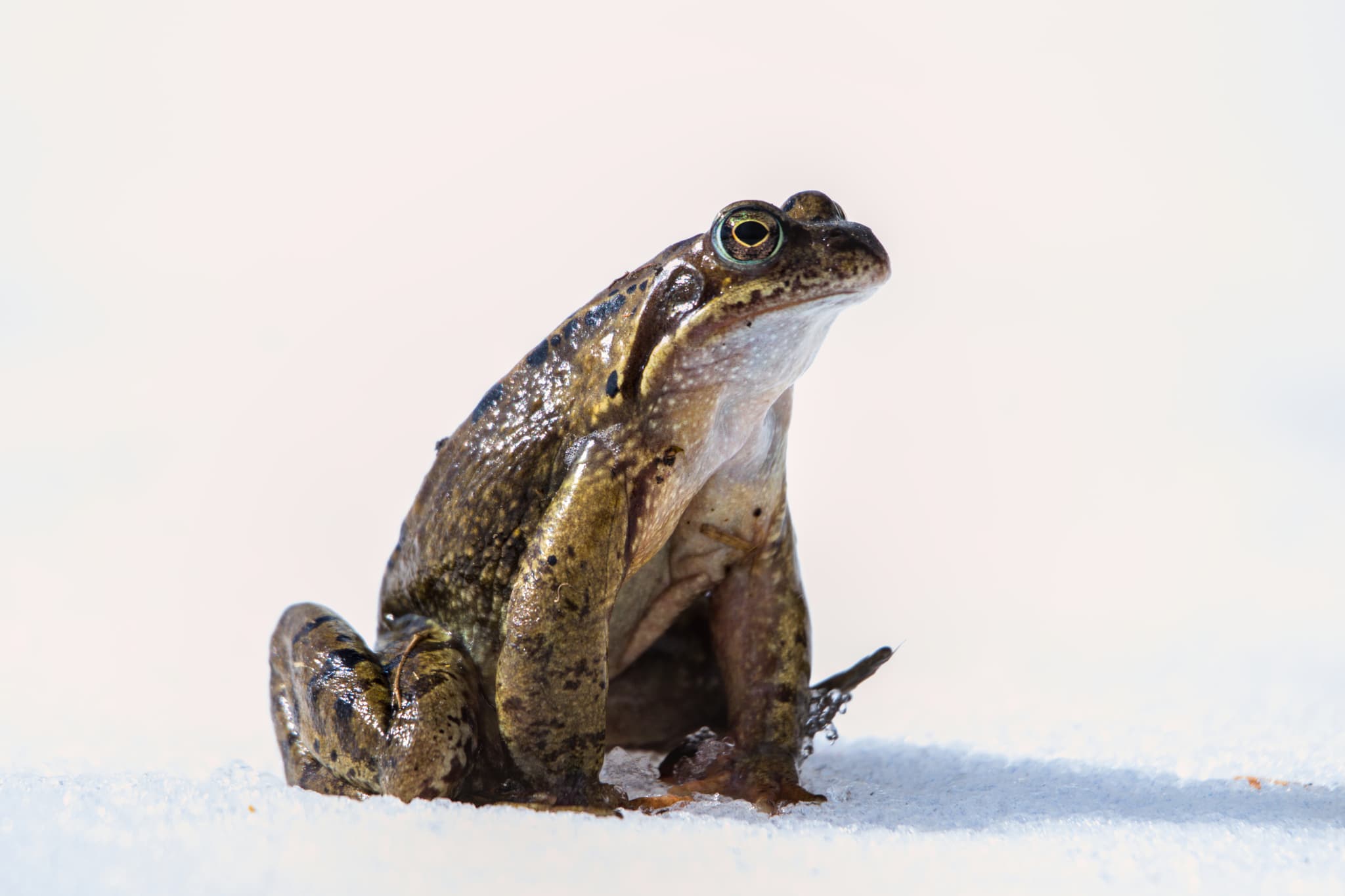 Common Frog — photograph 2