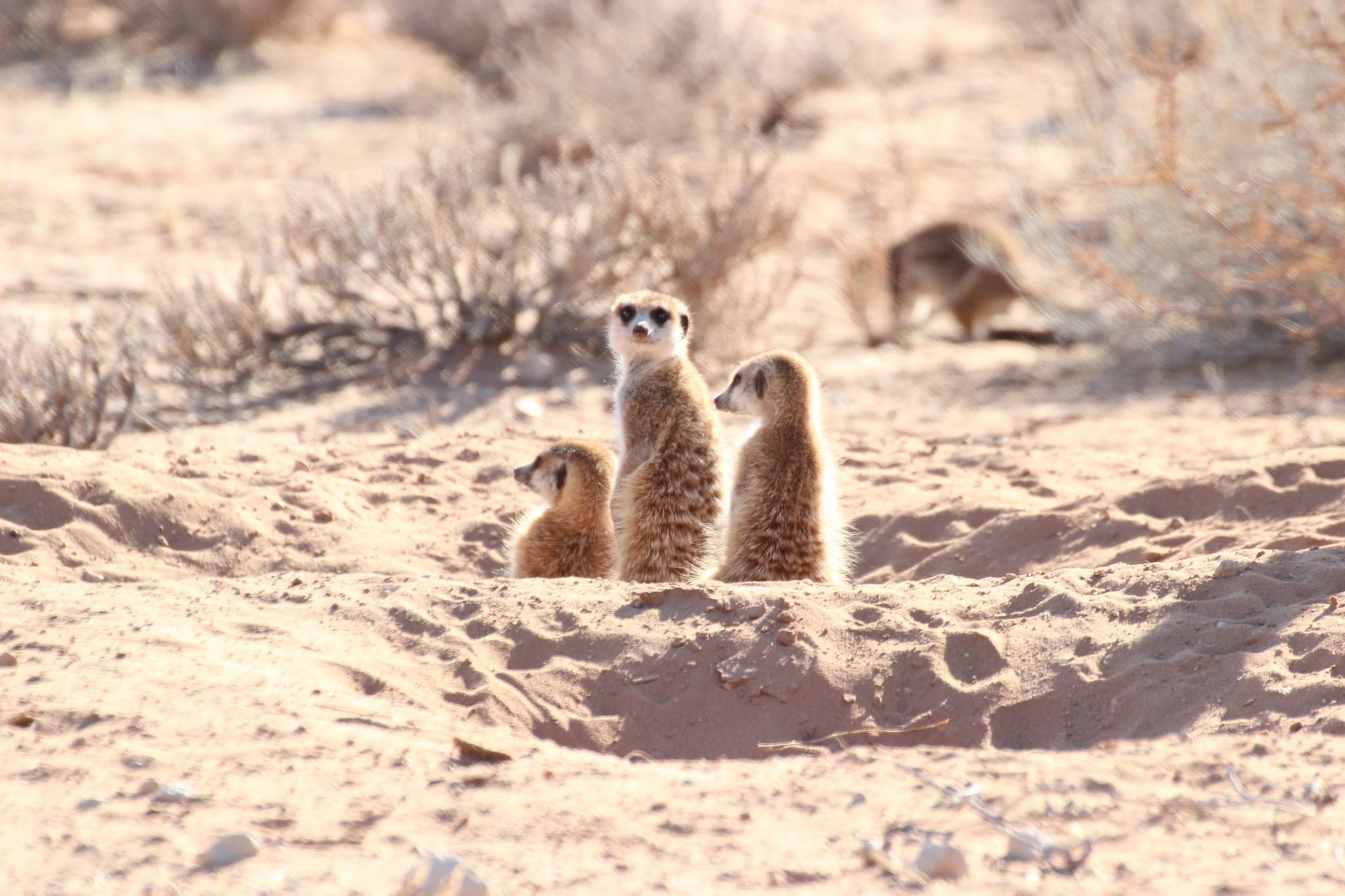 Meerkat — photograph 2