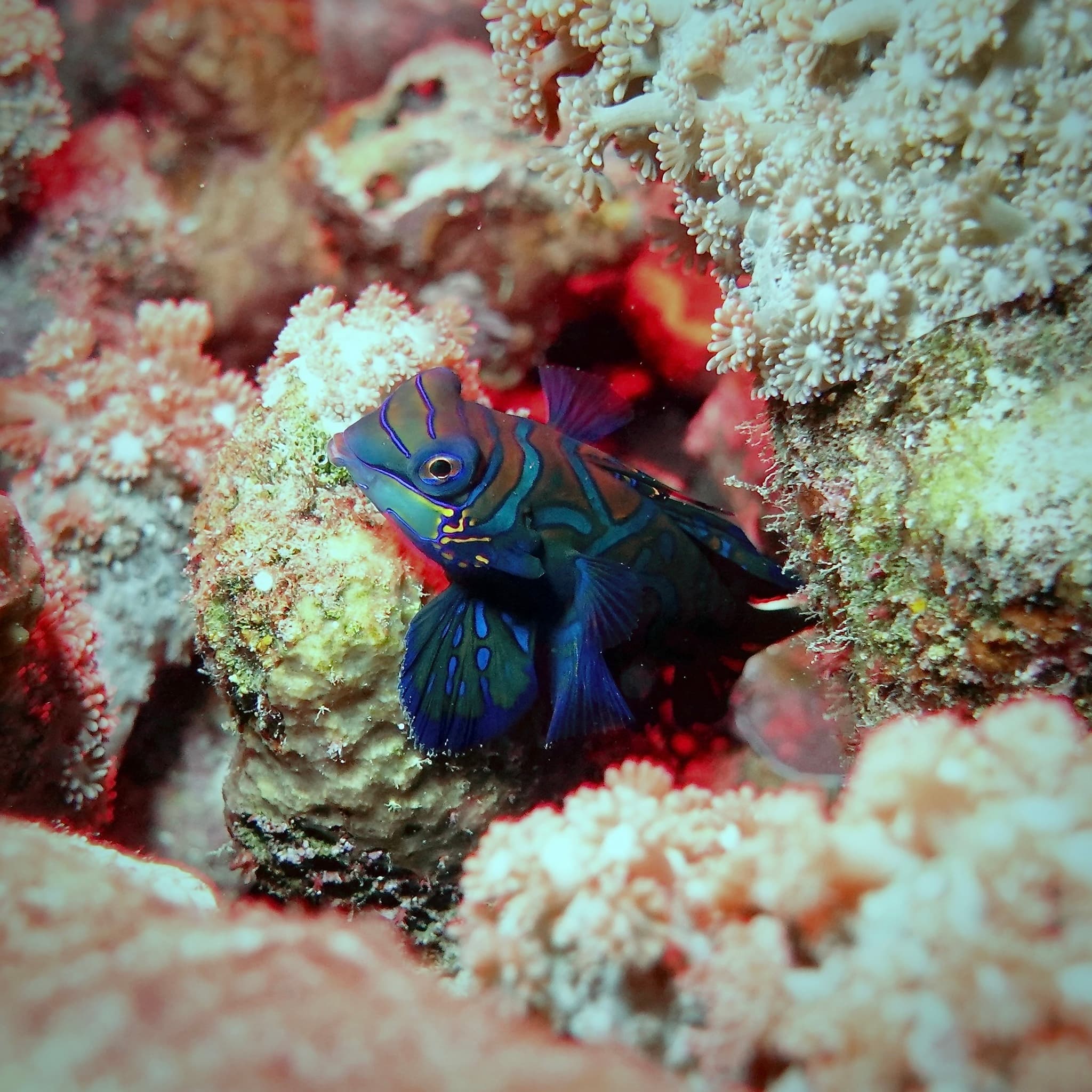 Mandarinfish