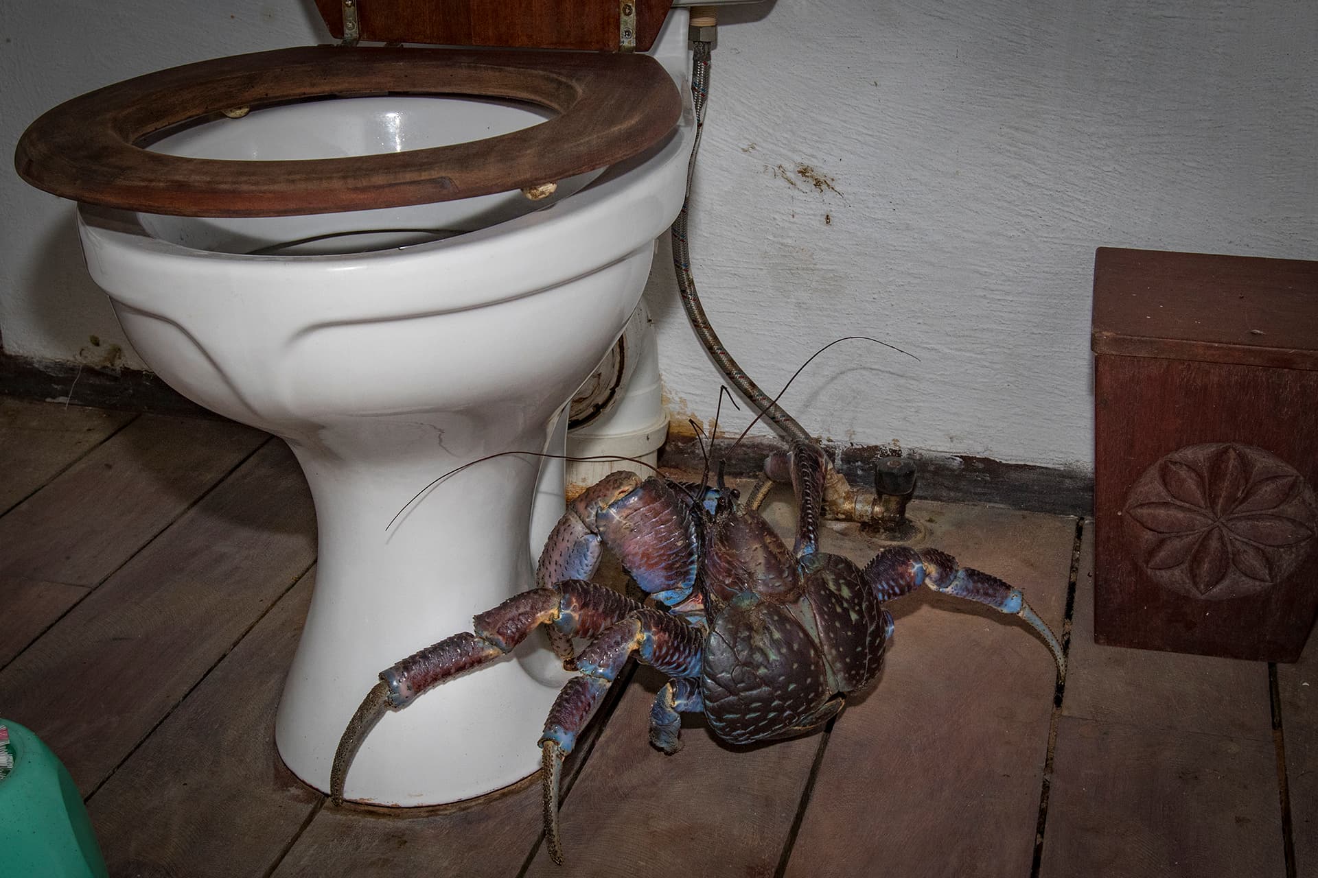 Coconut Crab photo