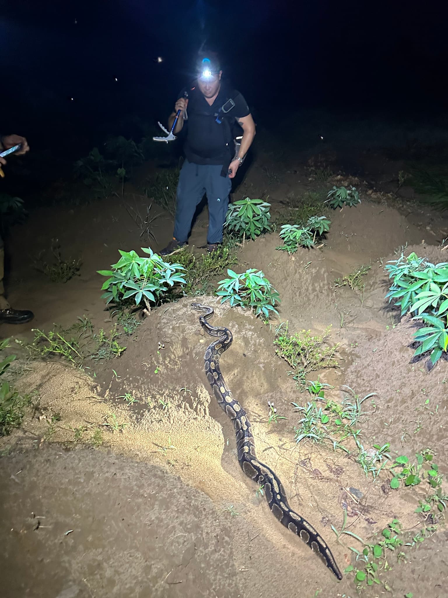 Ball Python