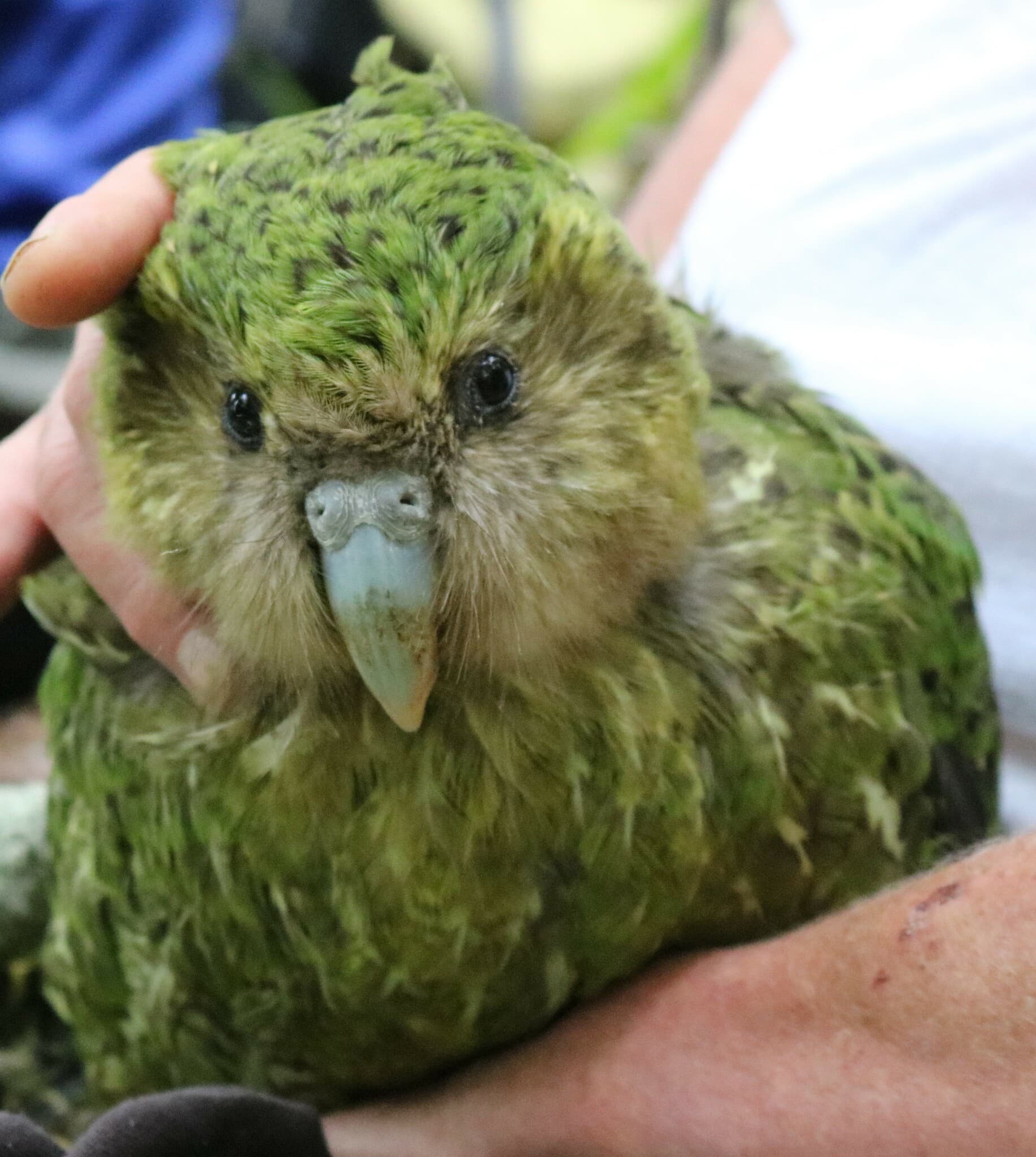 Kakapo photo