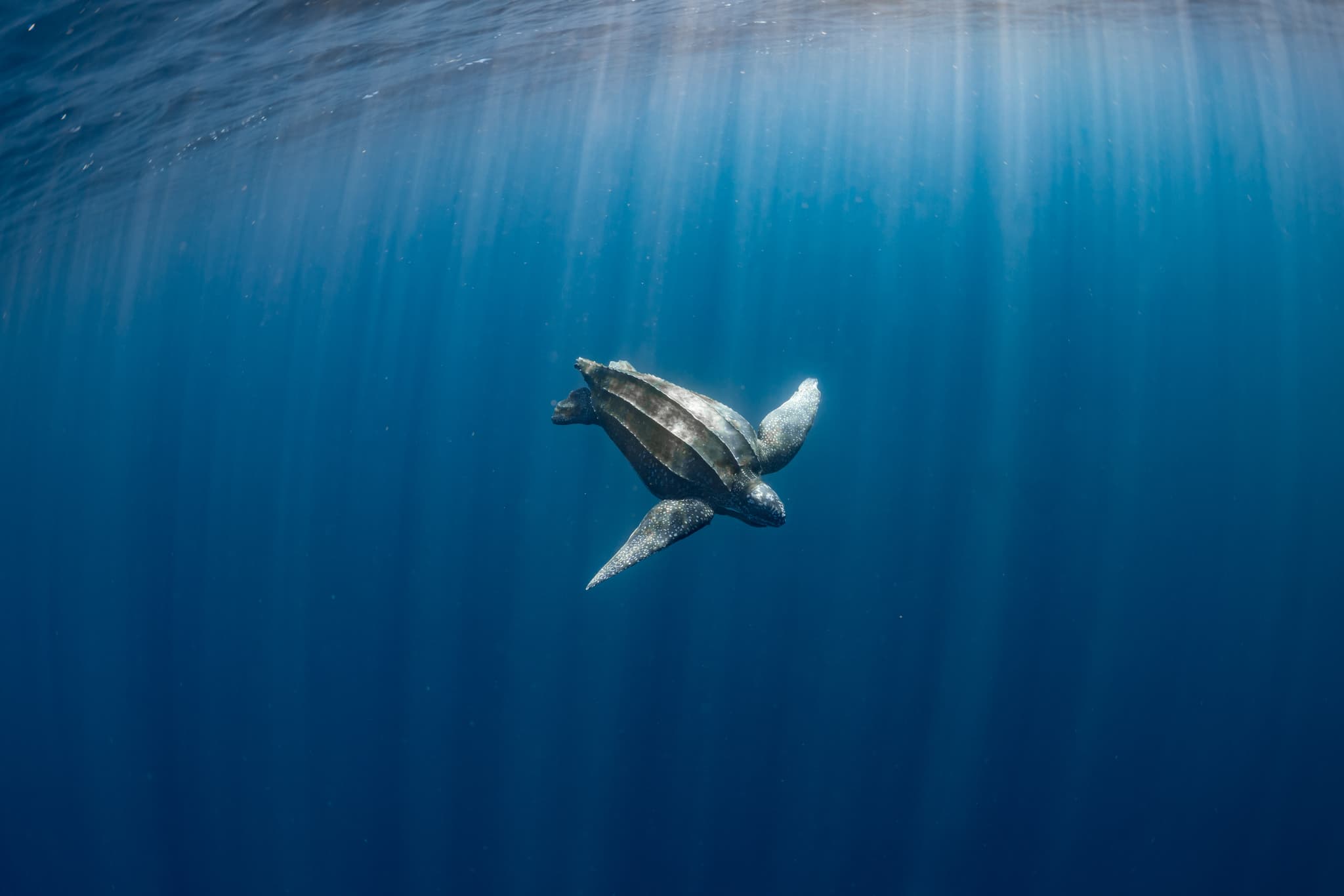 Leatherback Sea Turtle — photograph 3