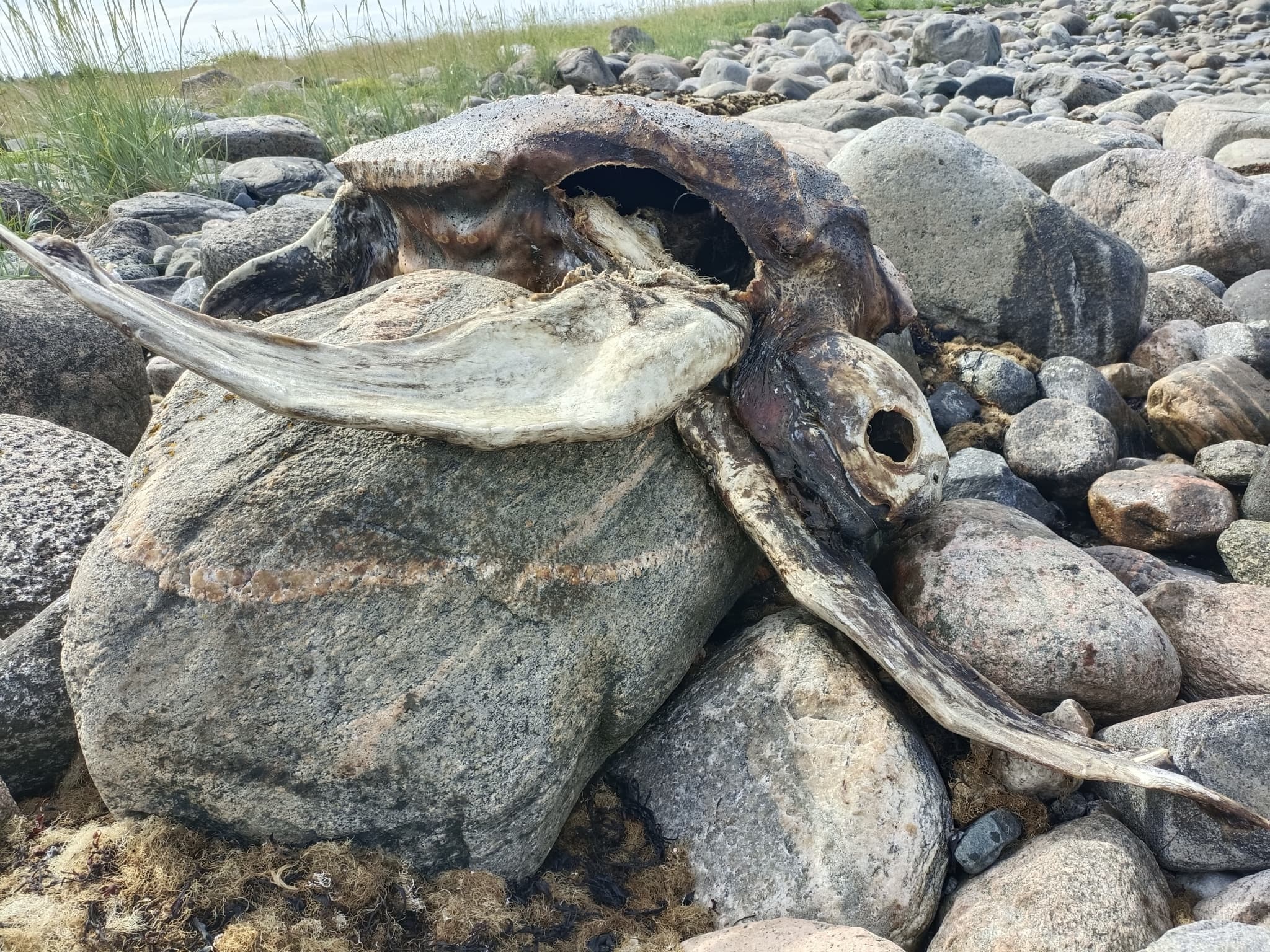 Leatherback Sea Turtle — photograph 2