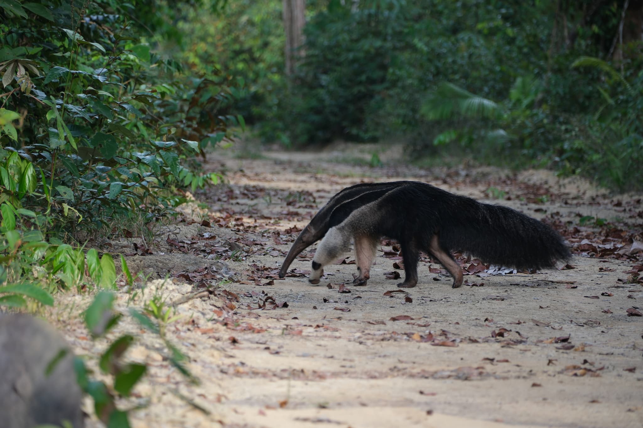 Giant Anteater — photograph 3