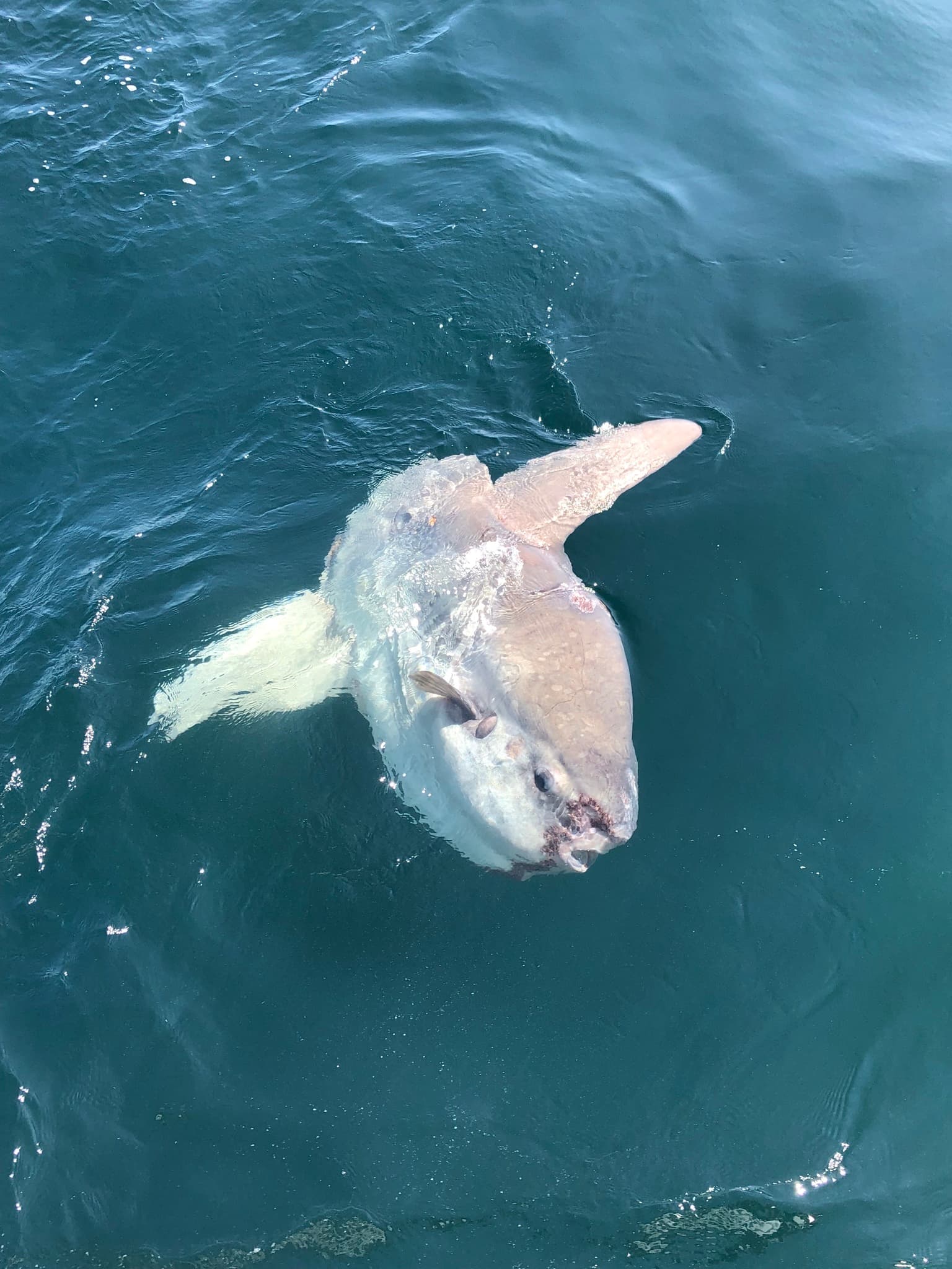 Ocean Sunfish — photograph 2