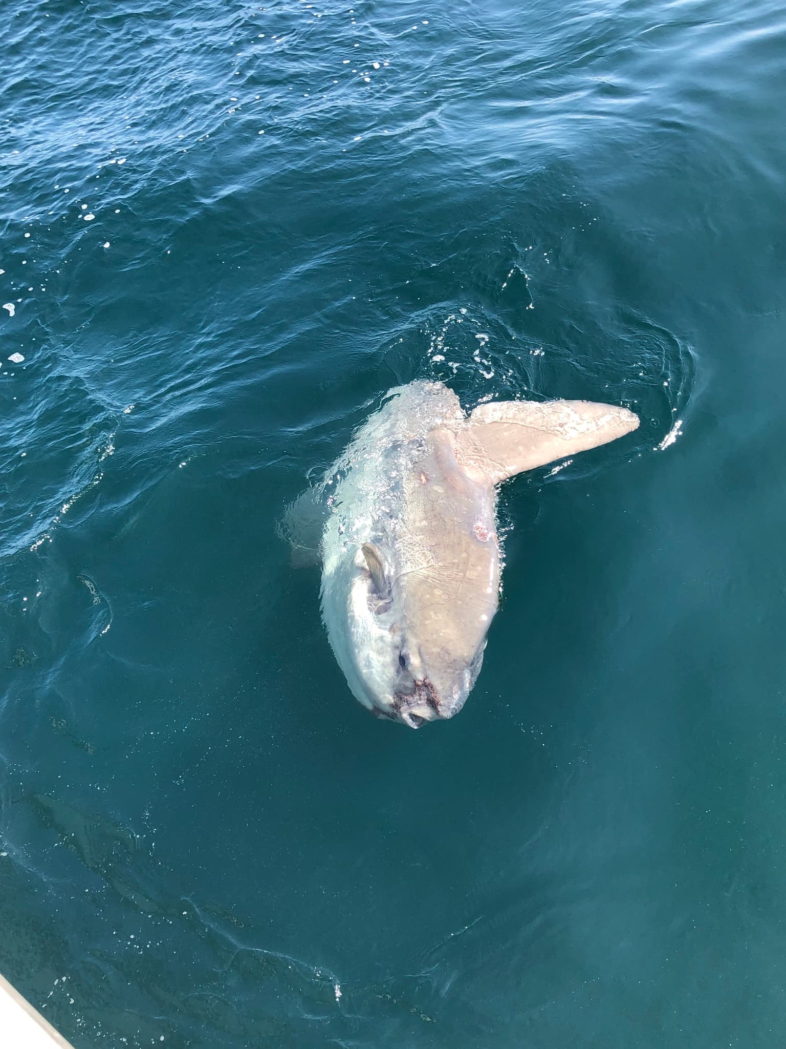 Ocean Sunfish — photograph 3