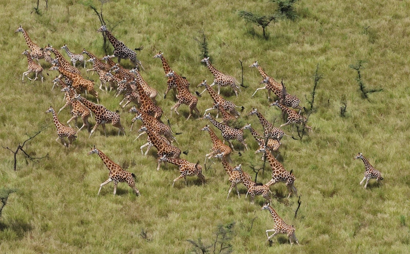 Giraffe photo