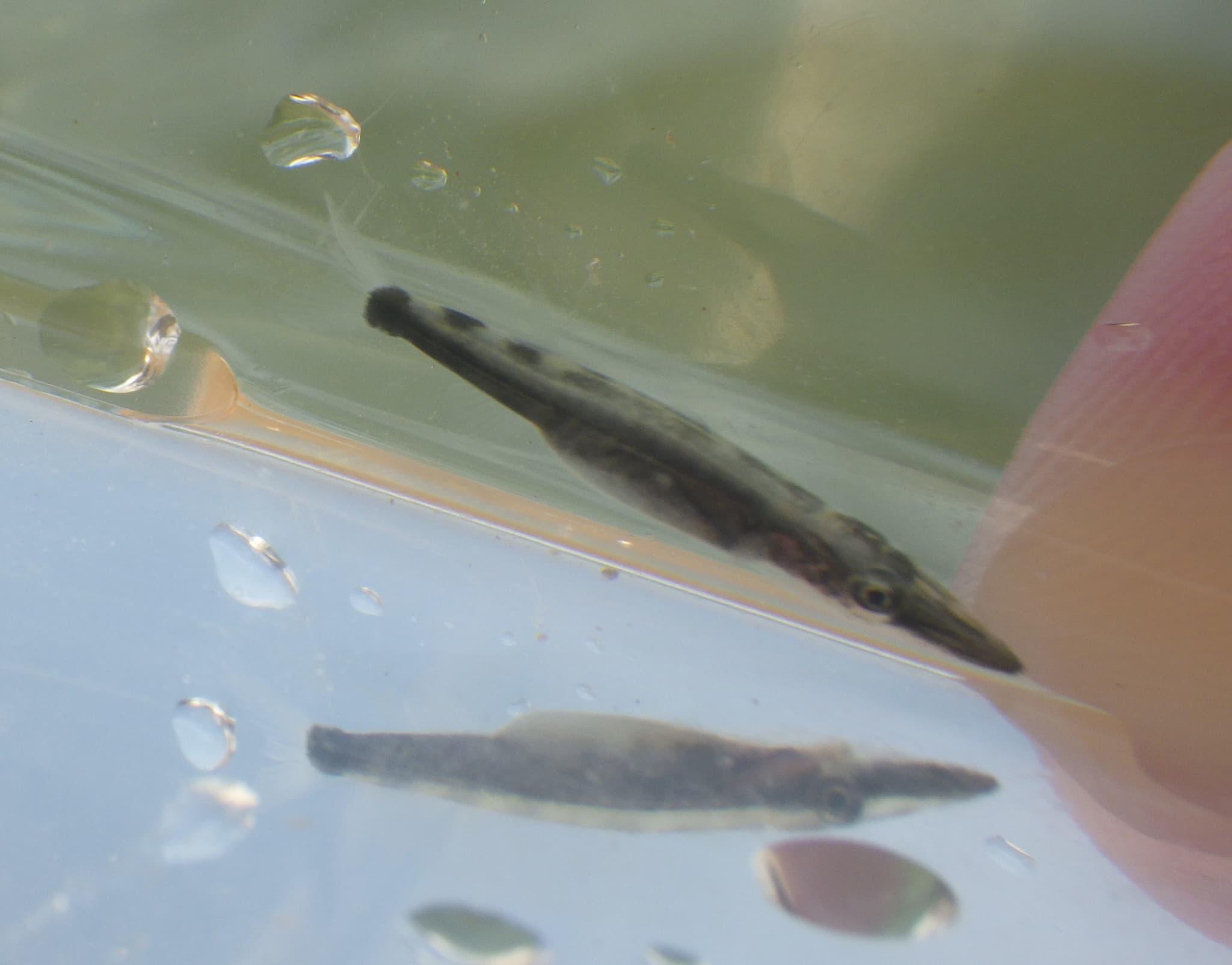 Great Barracuda — photograph 3
