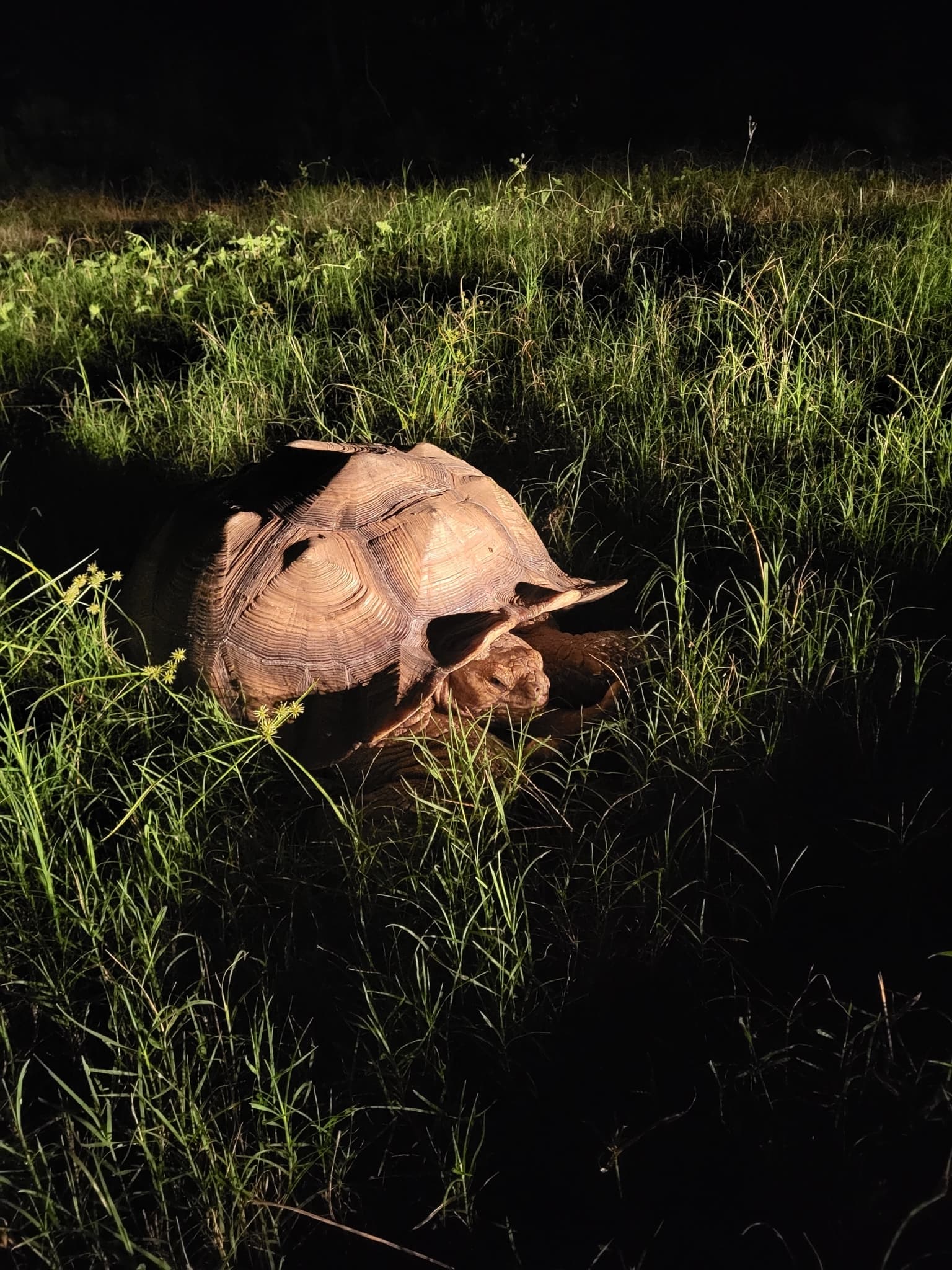 African Spurred Tortoise — photograph 2