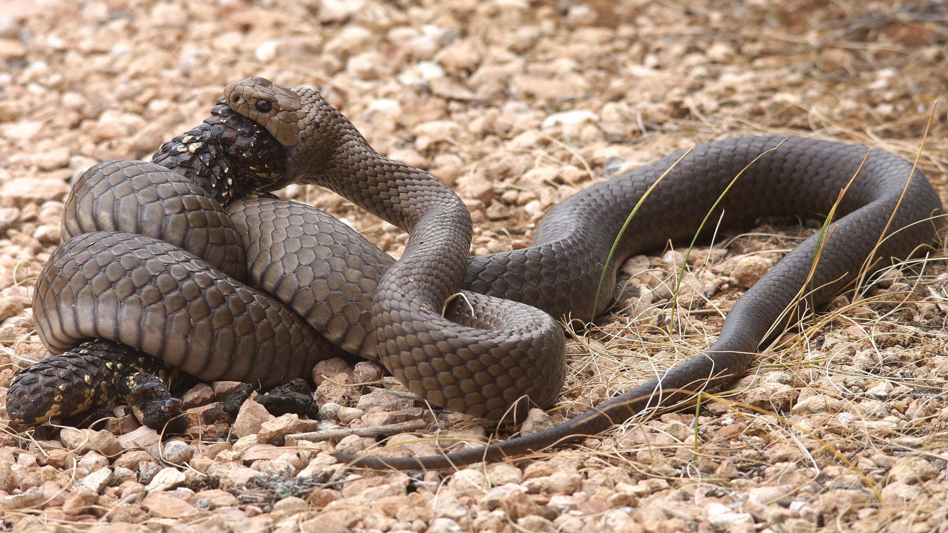 Eastern Brown Snake photo