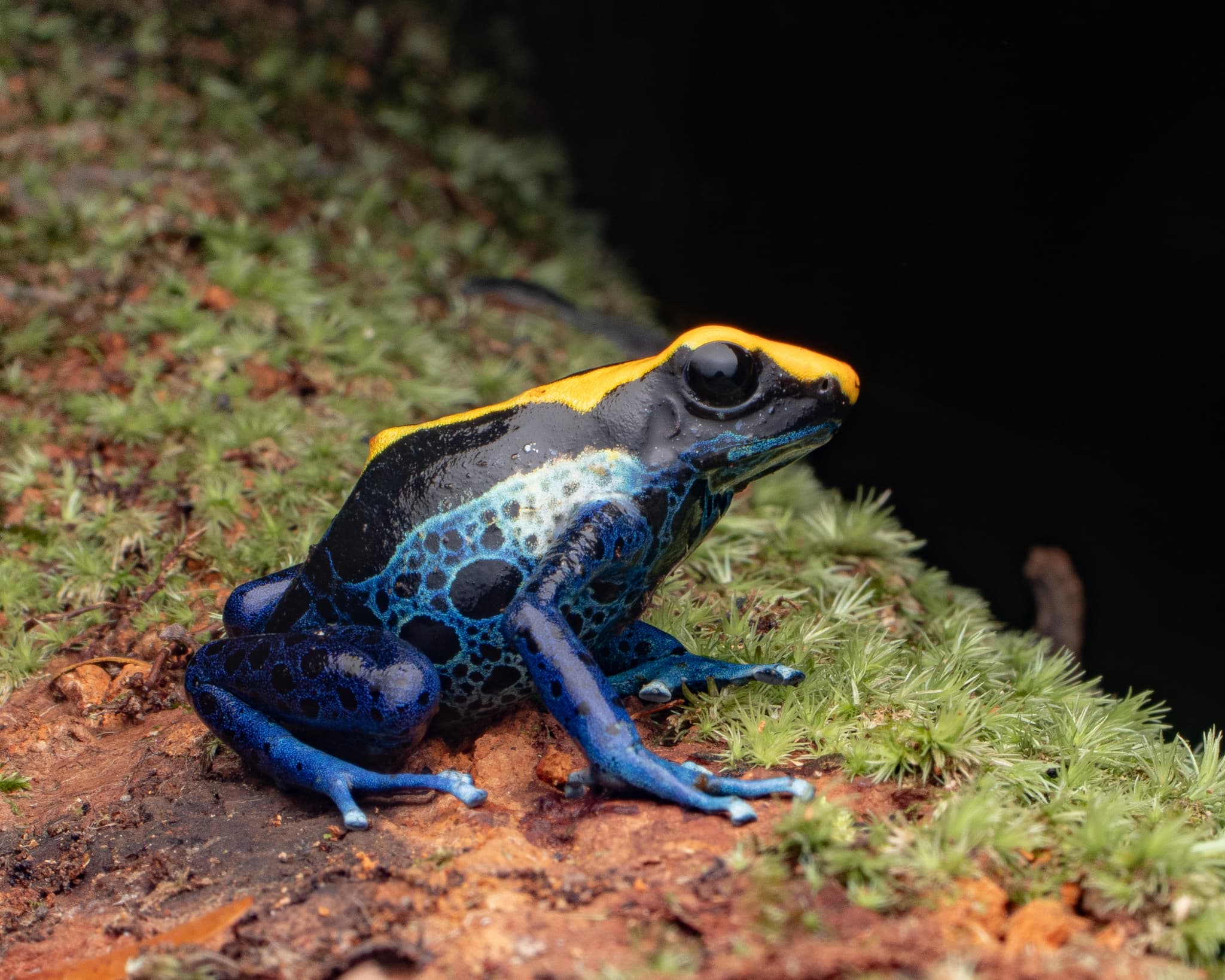 Dyeing Poison Dart Frog — photograph 2