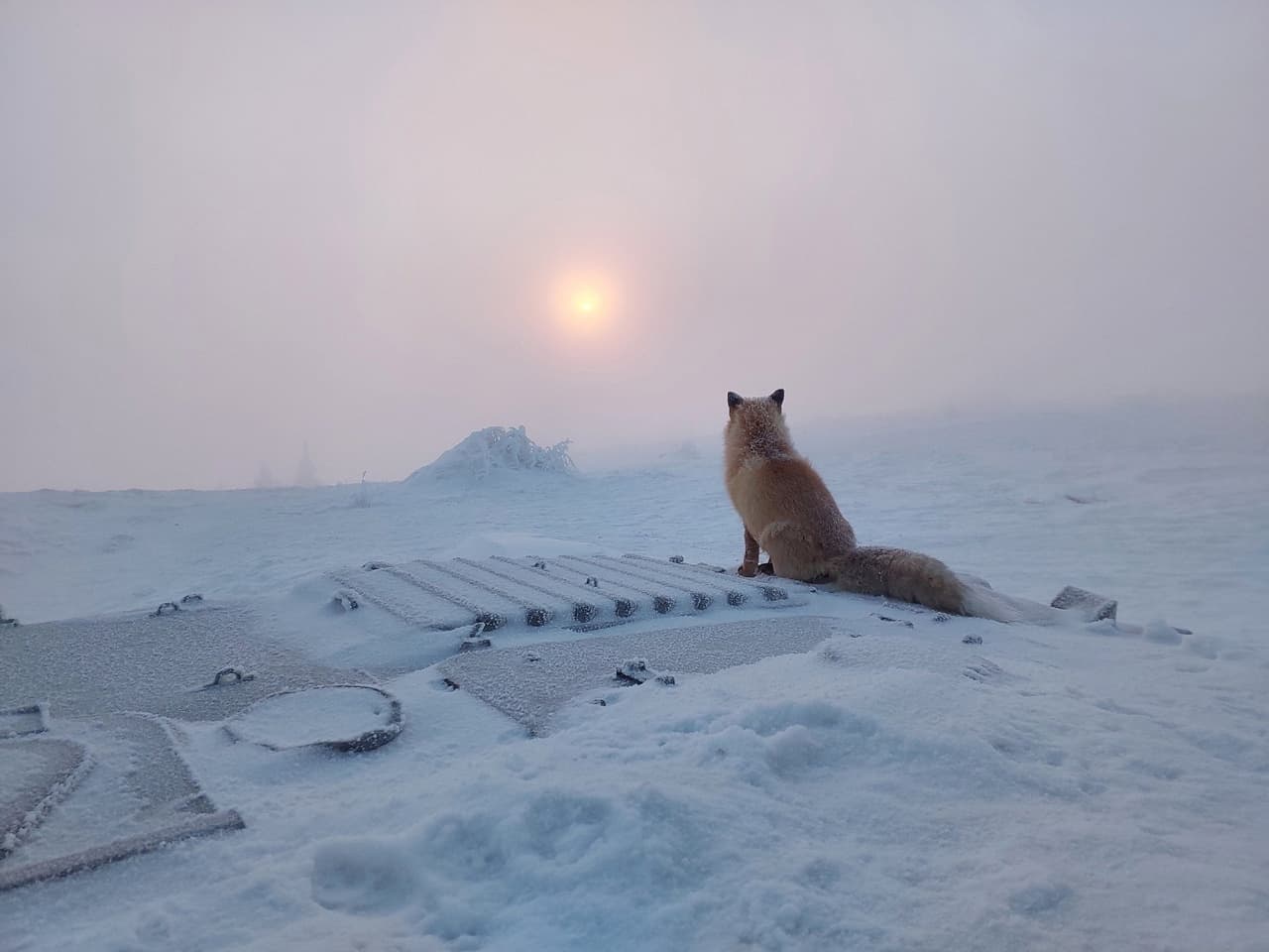 Red Fox — photograph 3