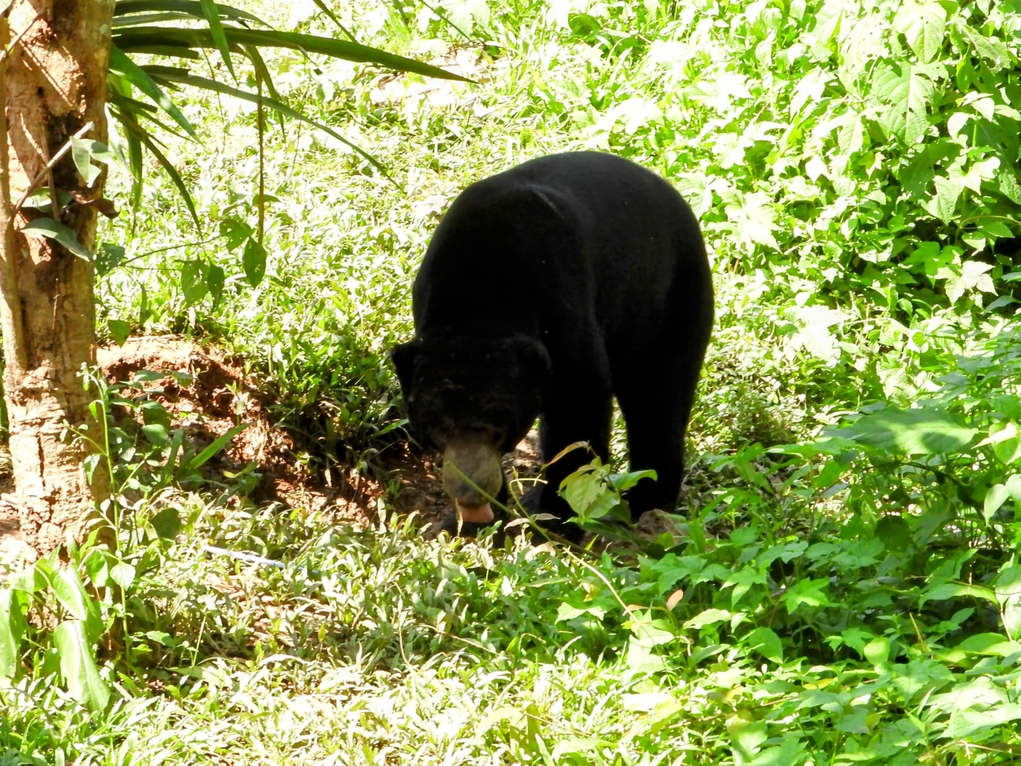 Sun Bear — photograph 3