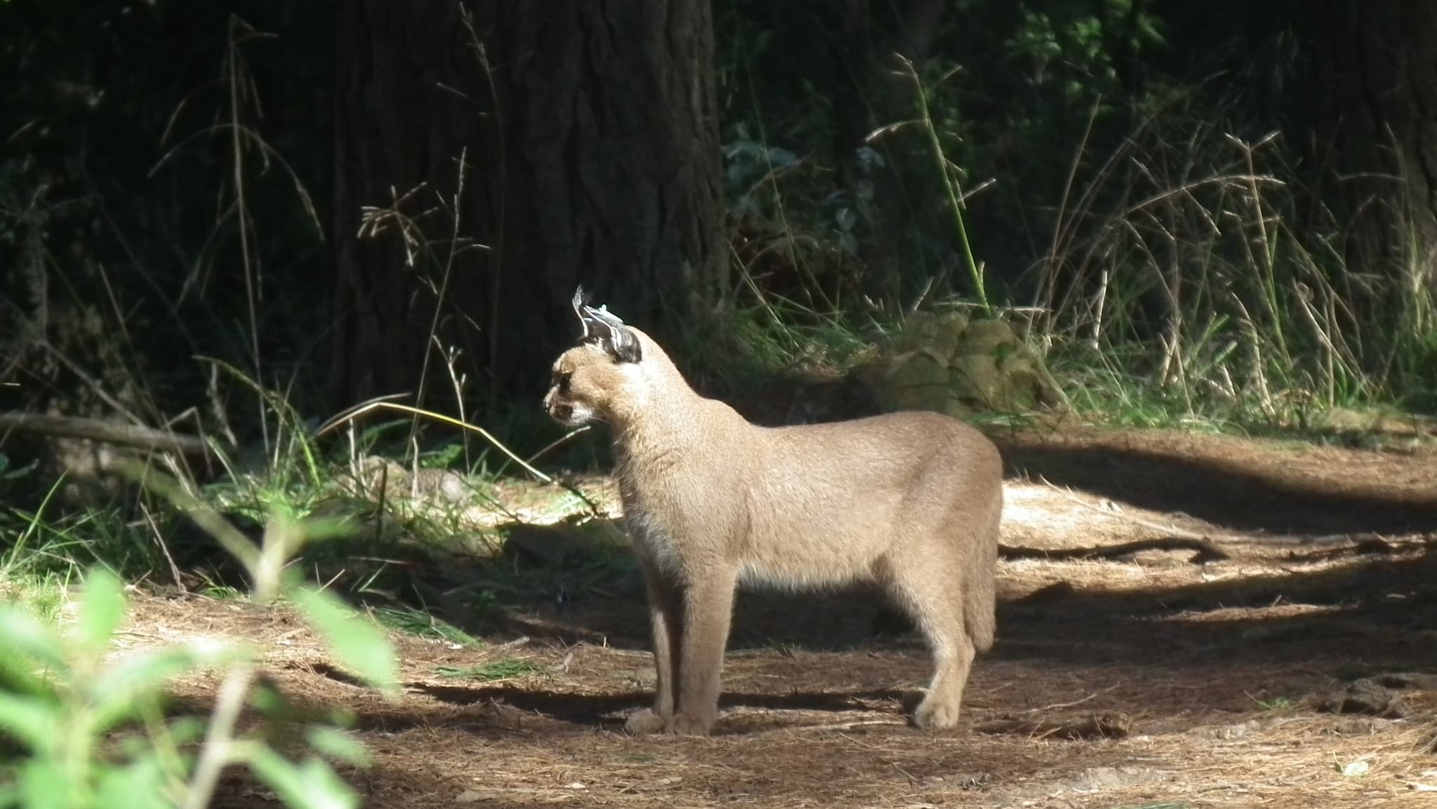 Caracal