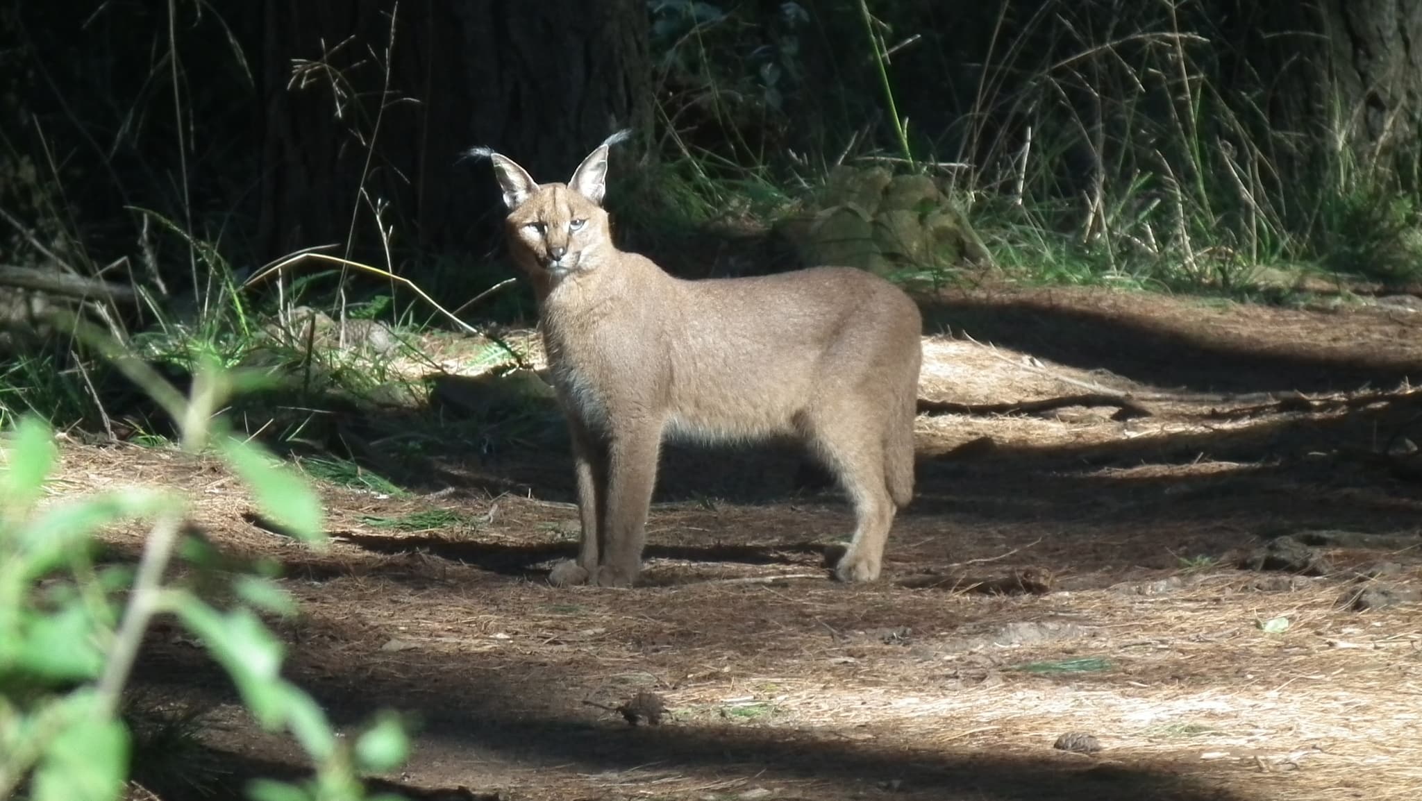 Caracal — photograph 2