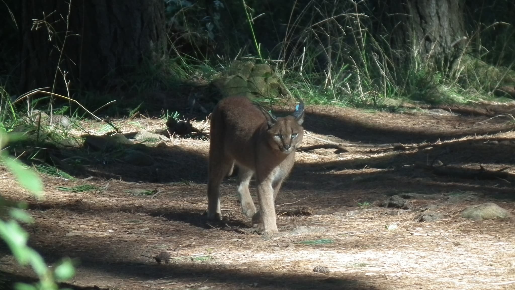 Caracal — photograph 3
