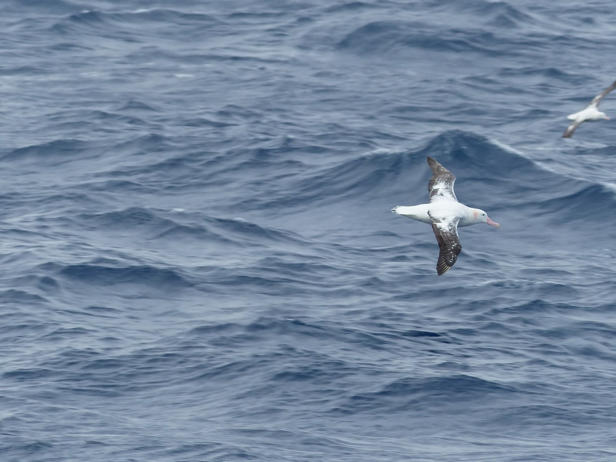 Wandering Albatross photo