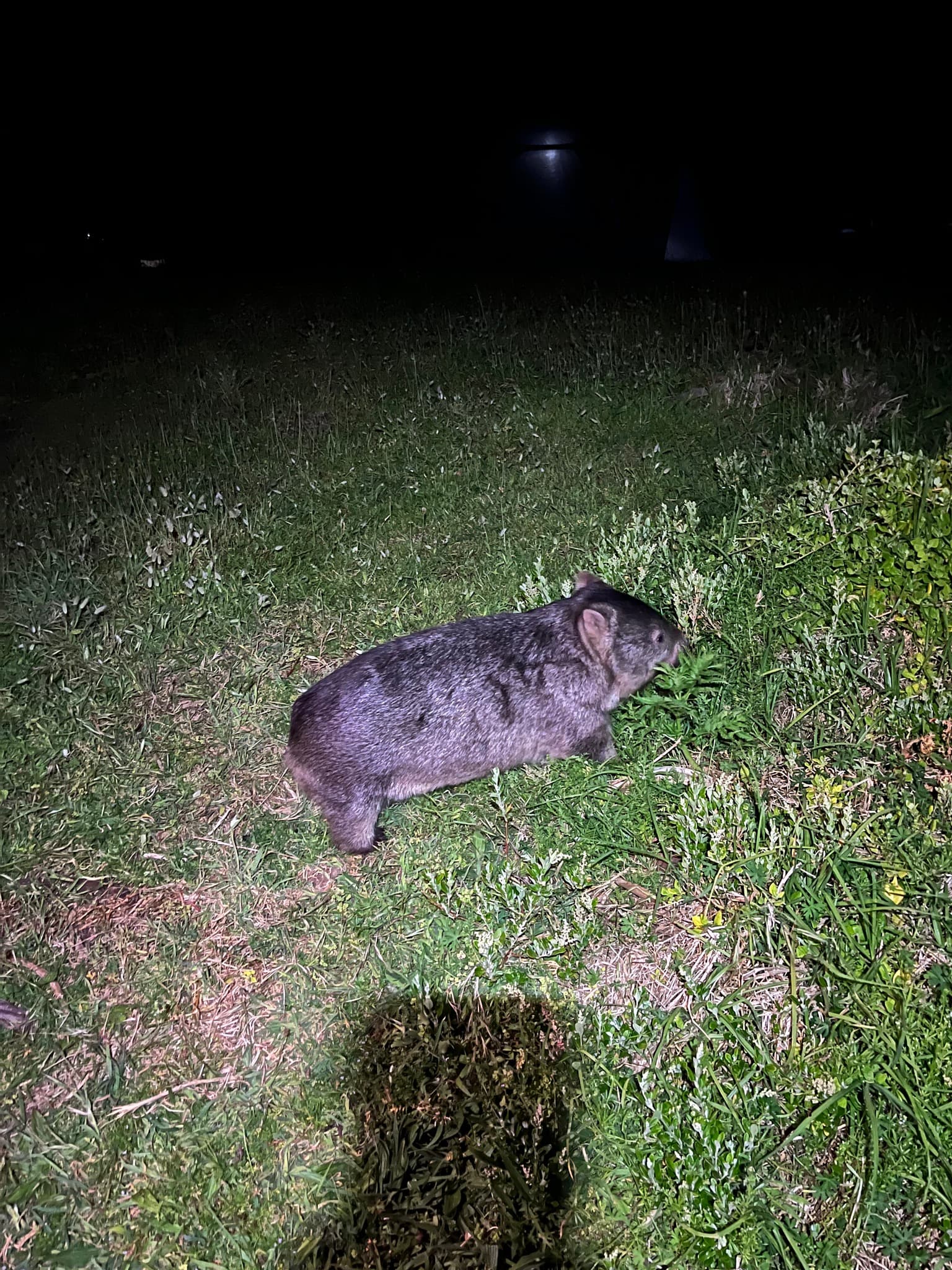 Common Wombat — photograph 3