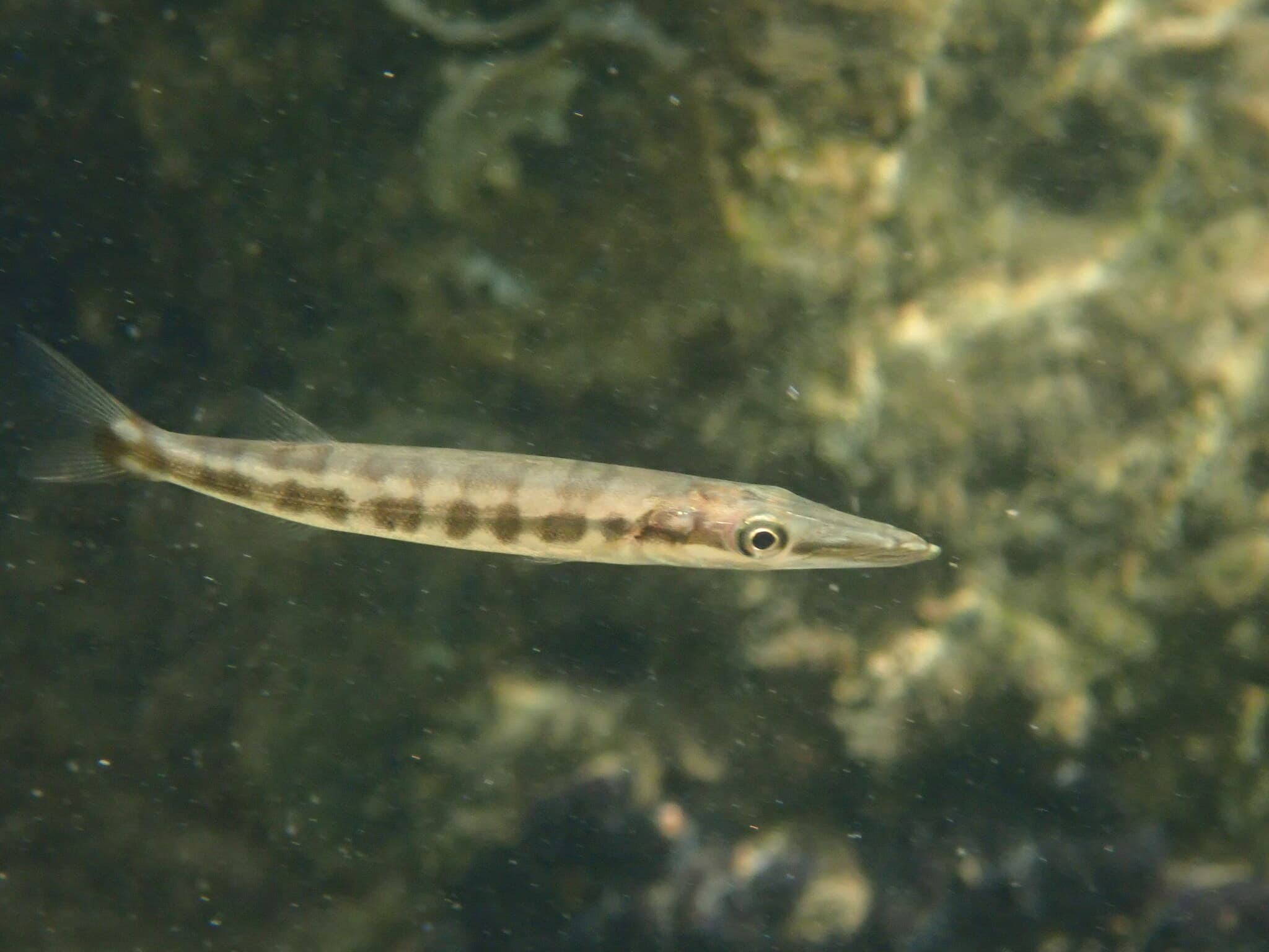 Great Barracuda — photograph 2