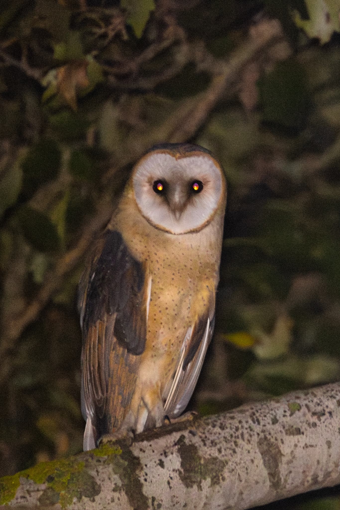 Barn Owl — photograph 3