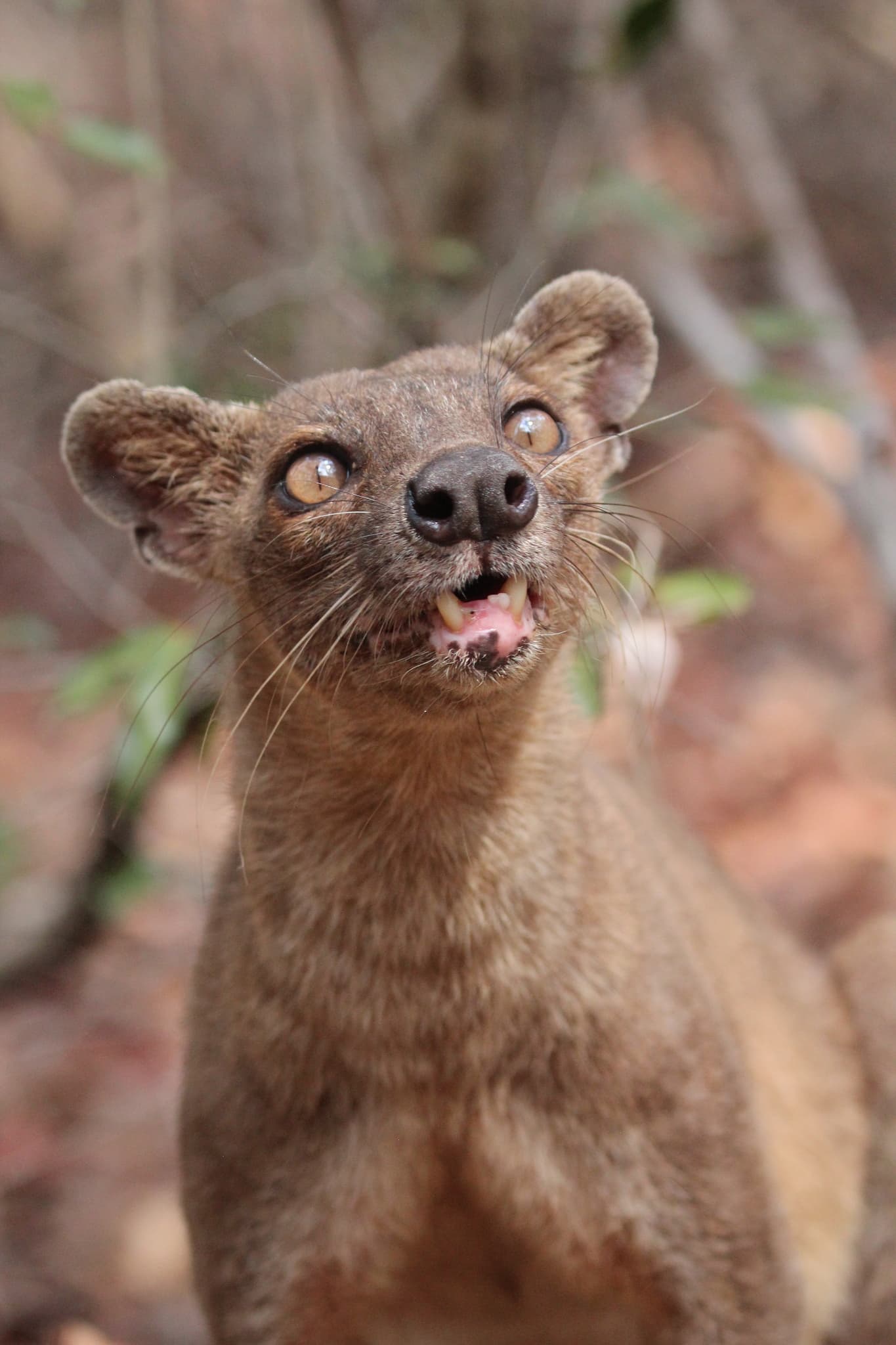 Fossa photo