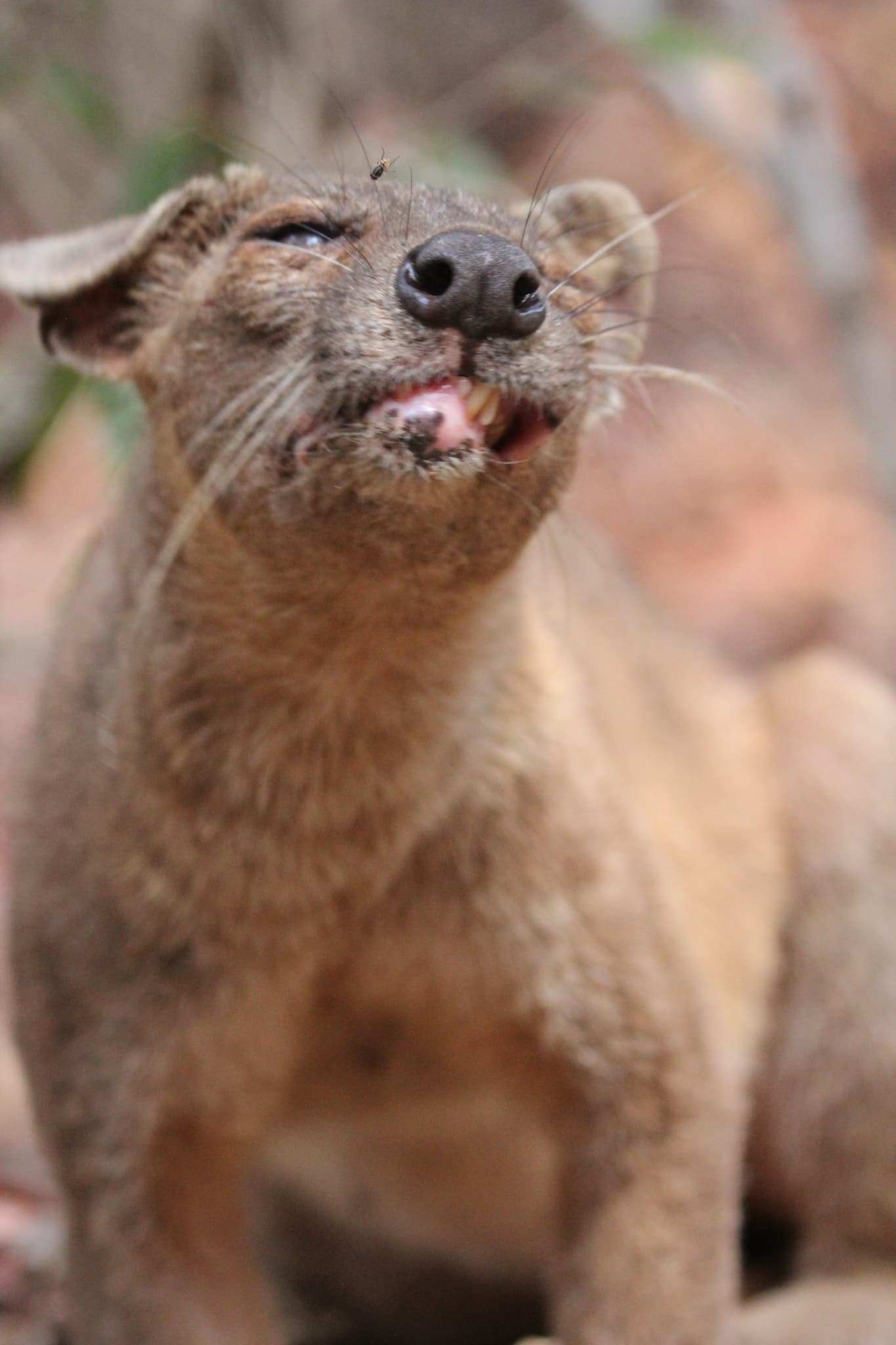 Fossa — photograph 3