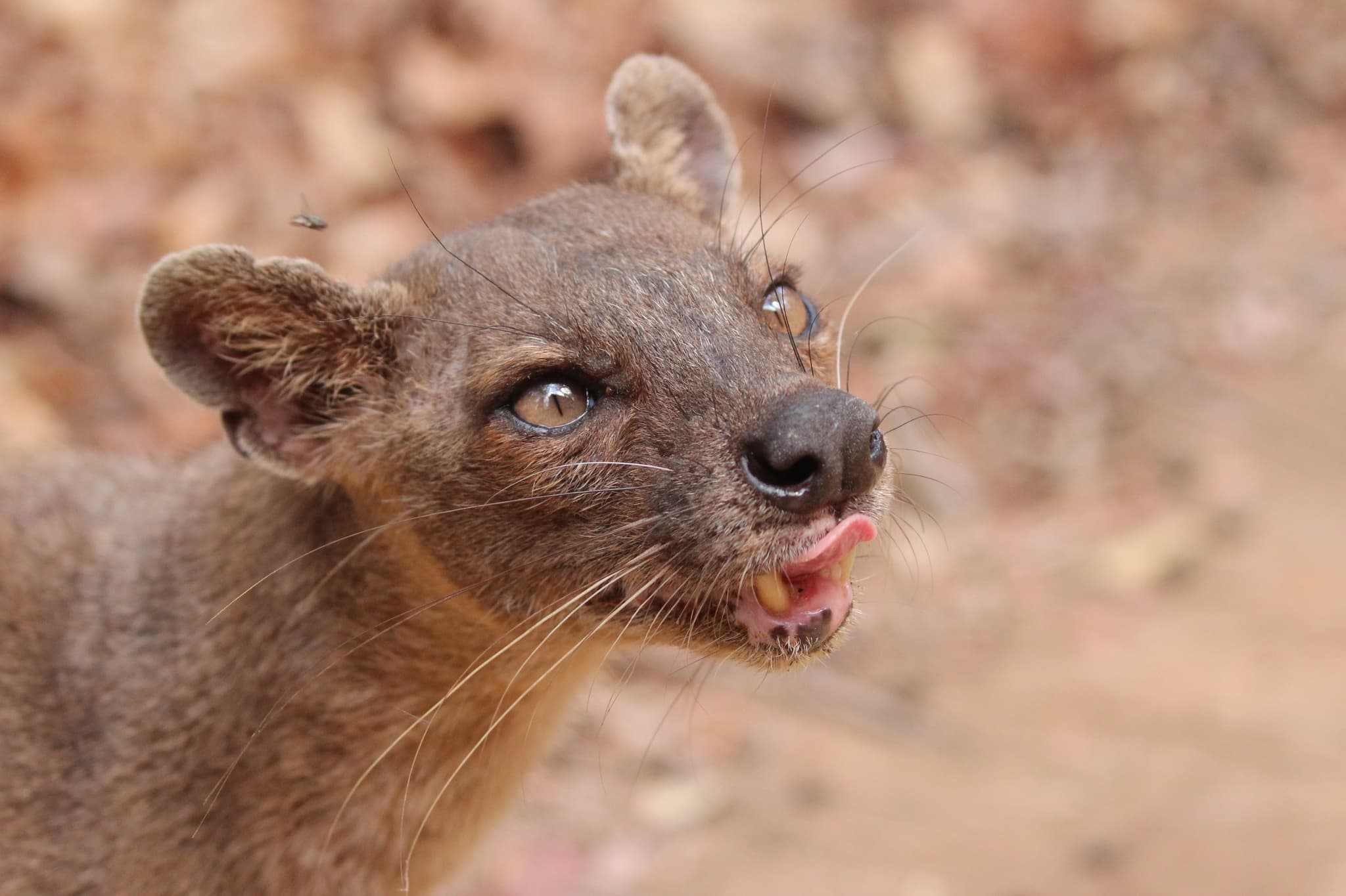 Fossa — photograph 2