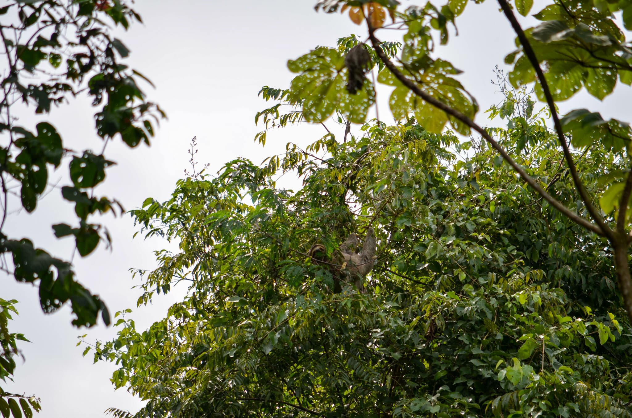 Brown-Throated Sloth — photograph 3