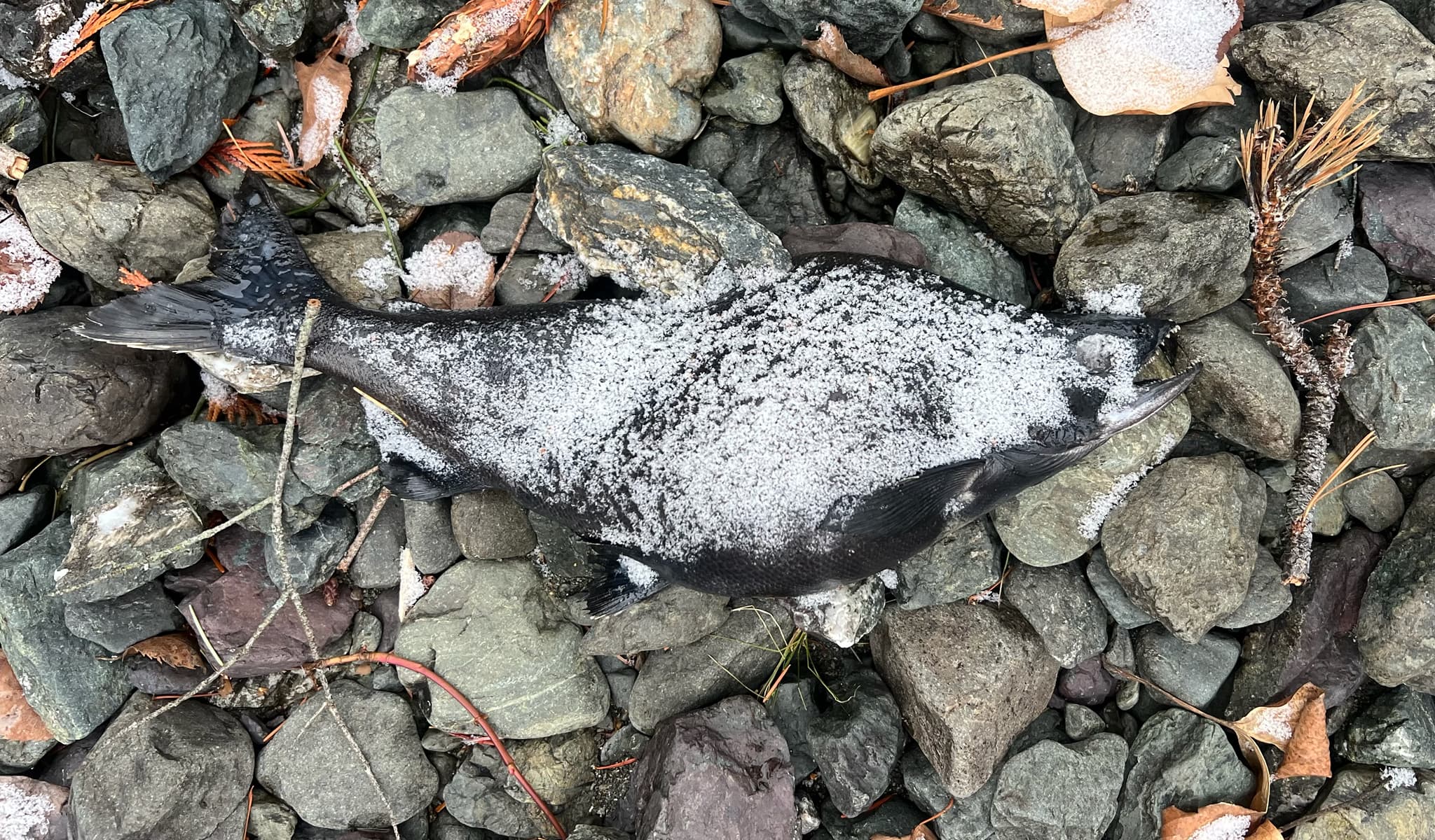 Sockeye Salmon — photograph 3