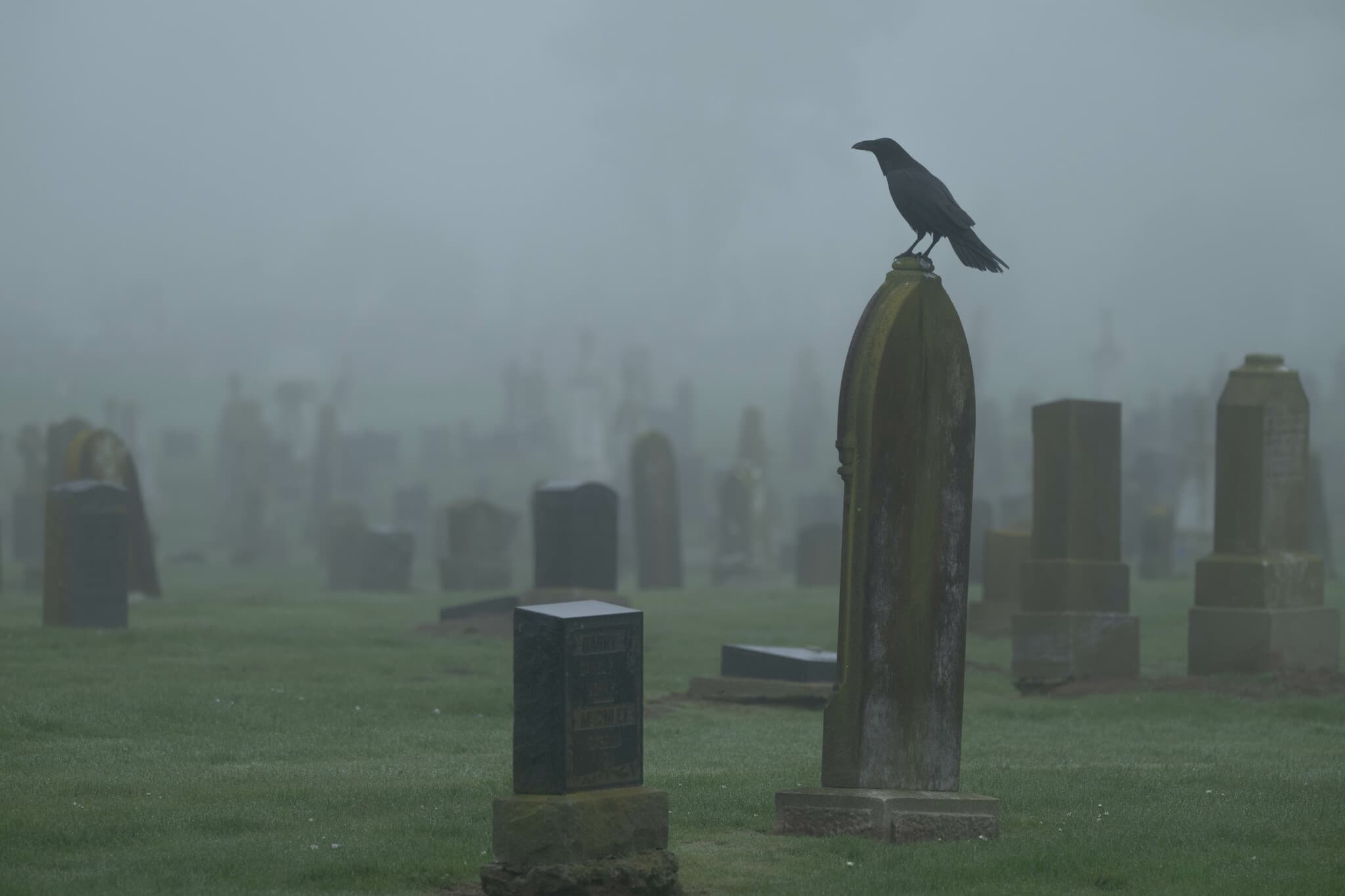 Common Raven — photograph 3