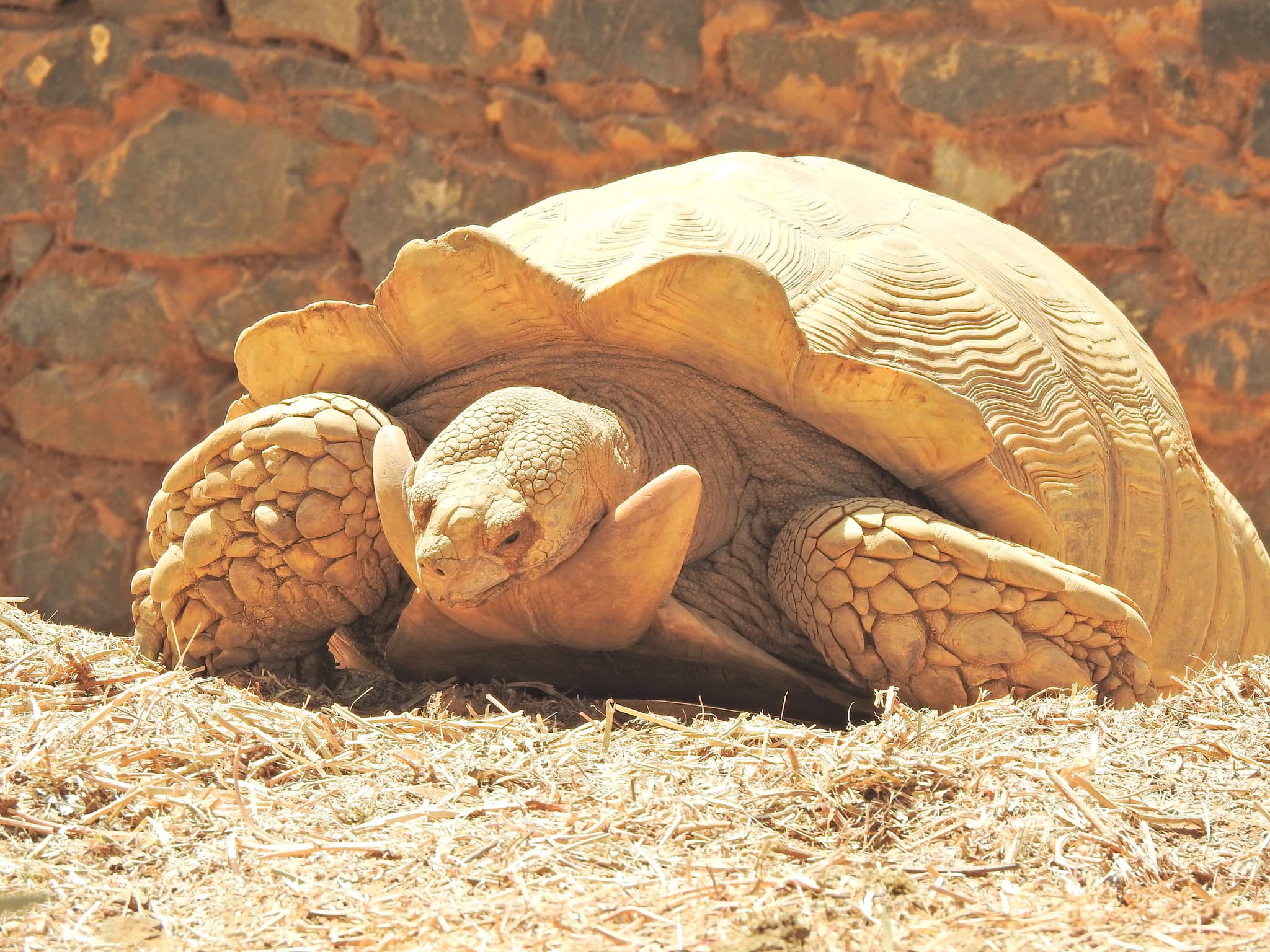 African Spurred Tortoise