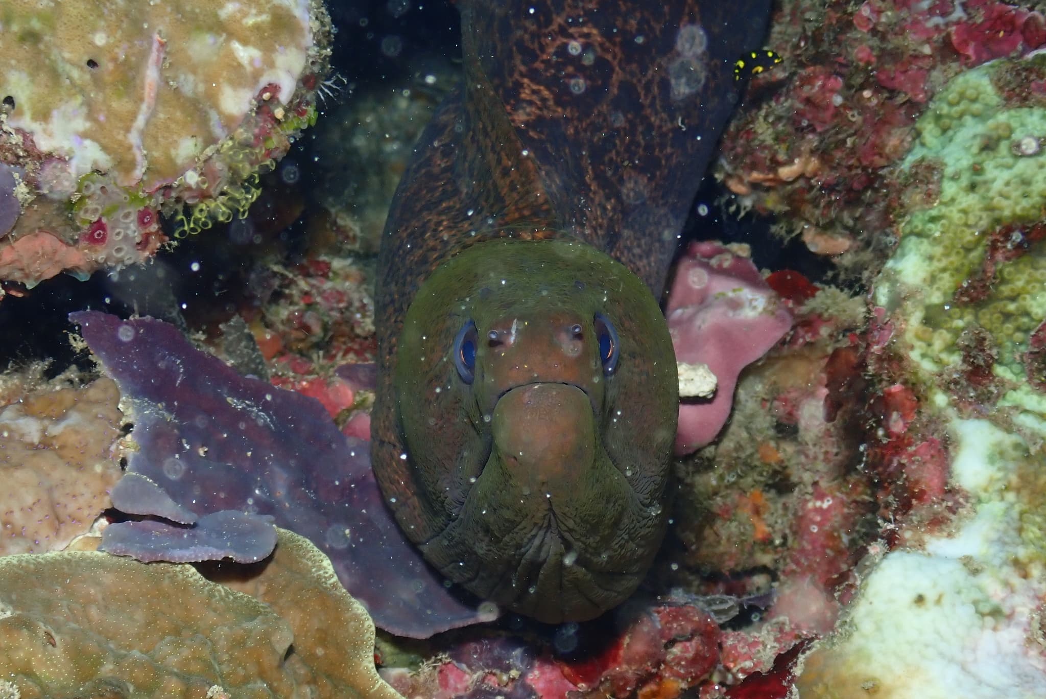 Giant Moray — photograph 3