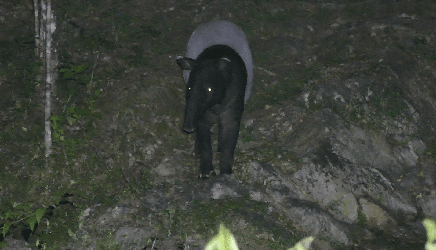Malayan Tapir — photograph 3