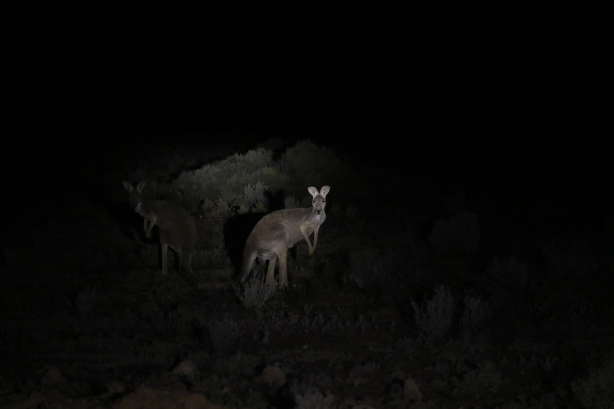 Red Kangaroo — photograph 3