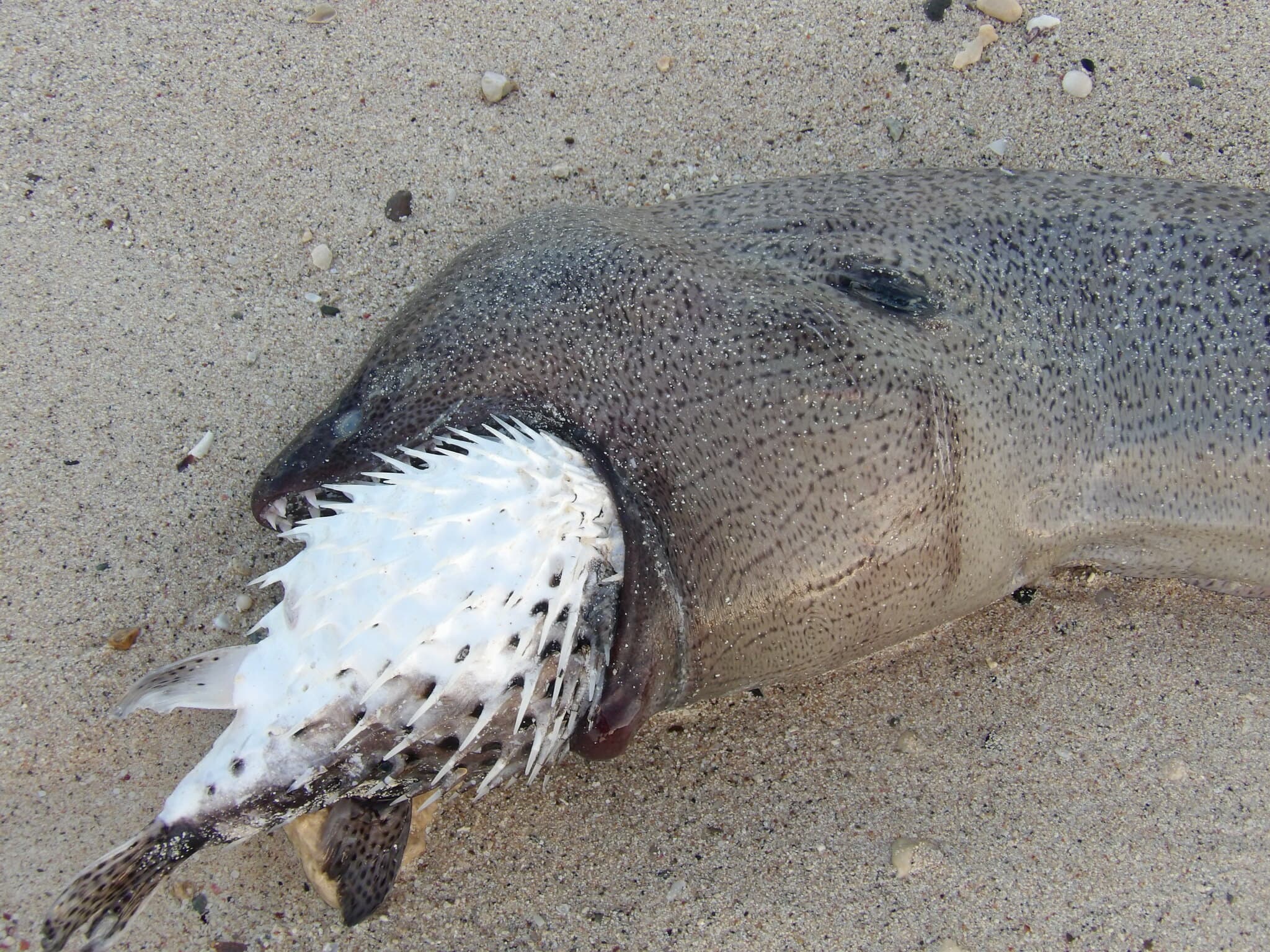 Giant Moray photo