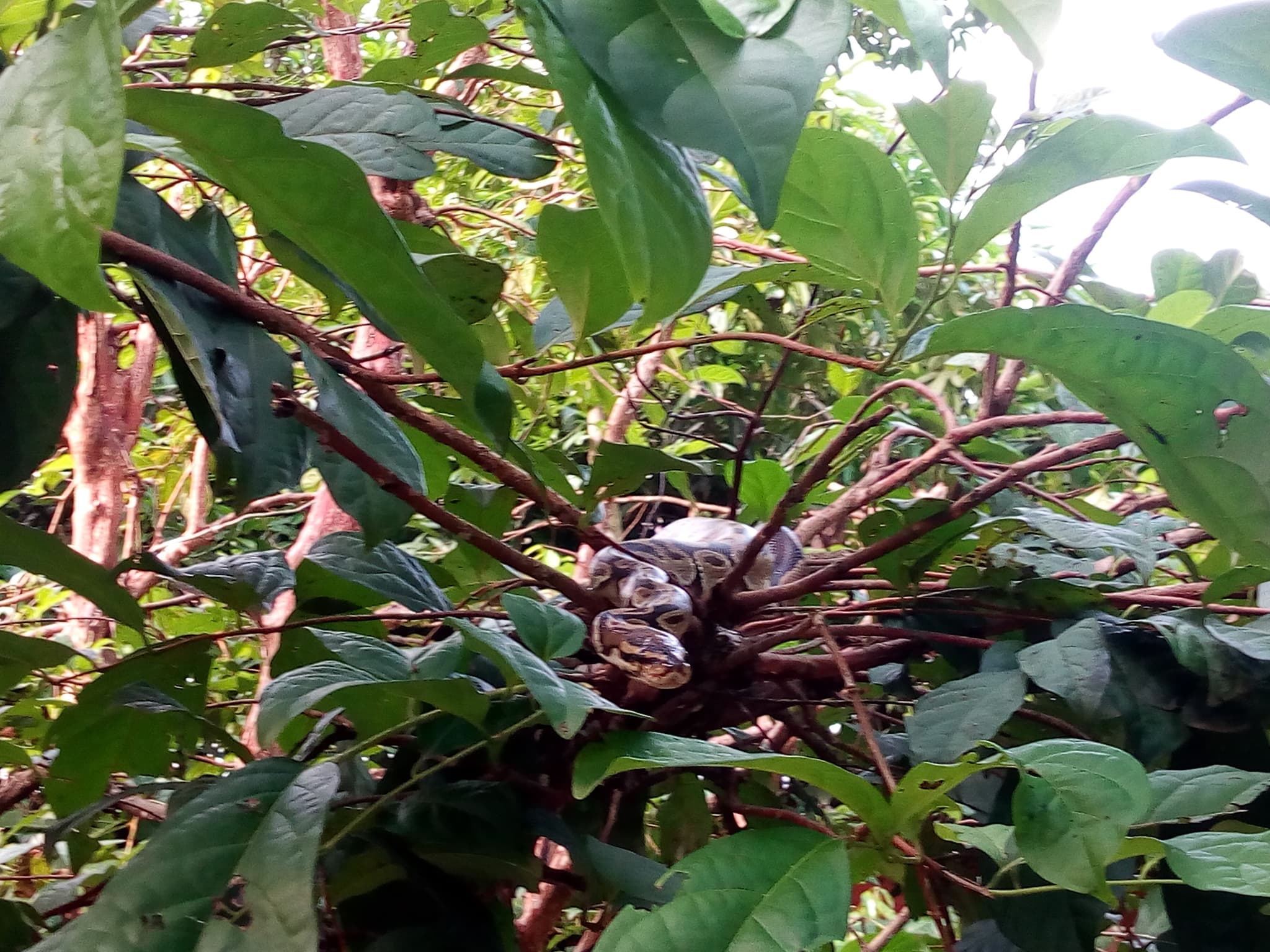 Ball Python — photograph 2