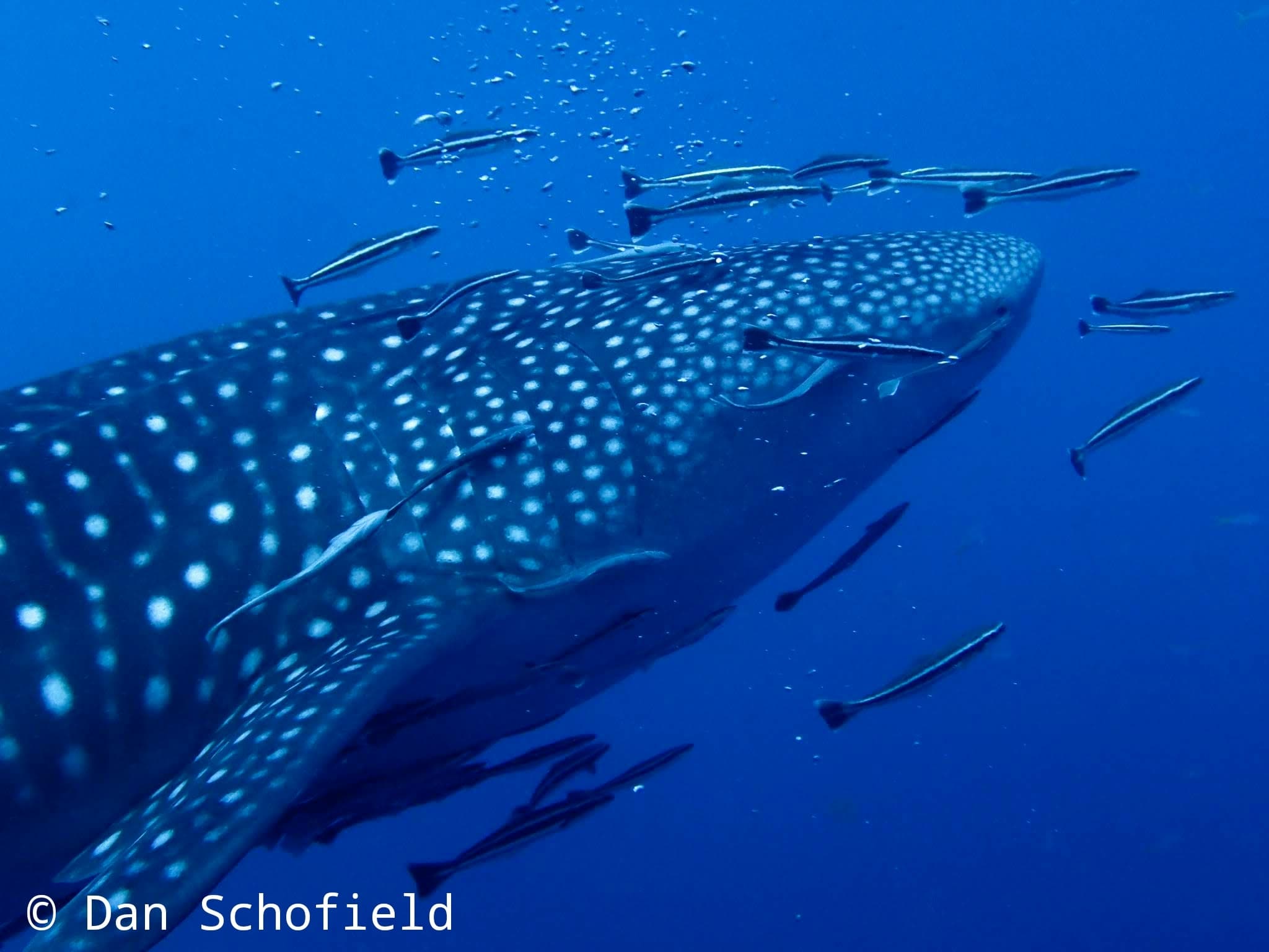 Whale Shark — photograph 3