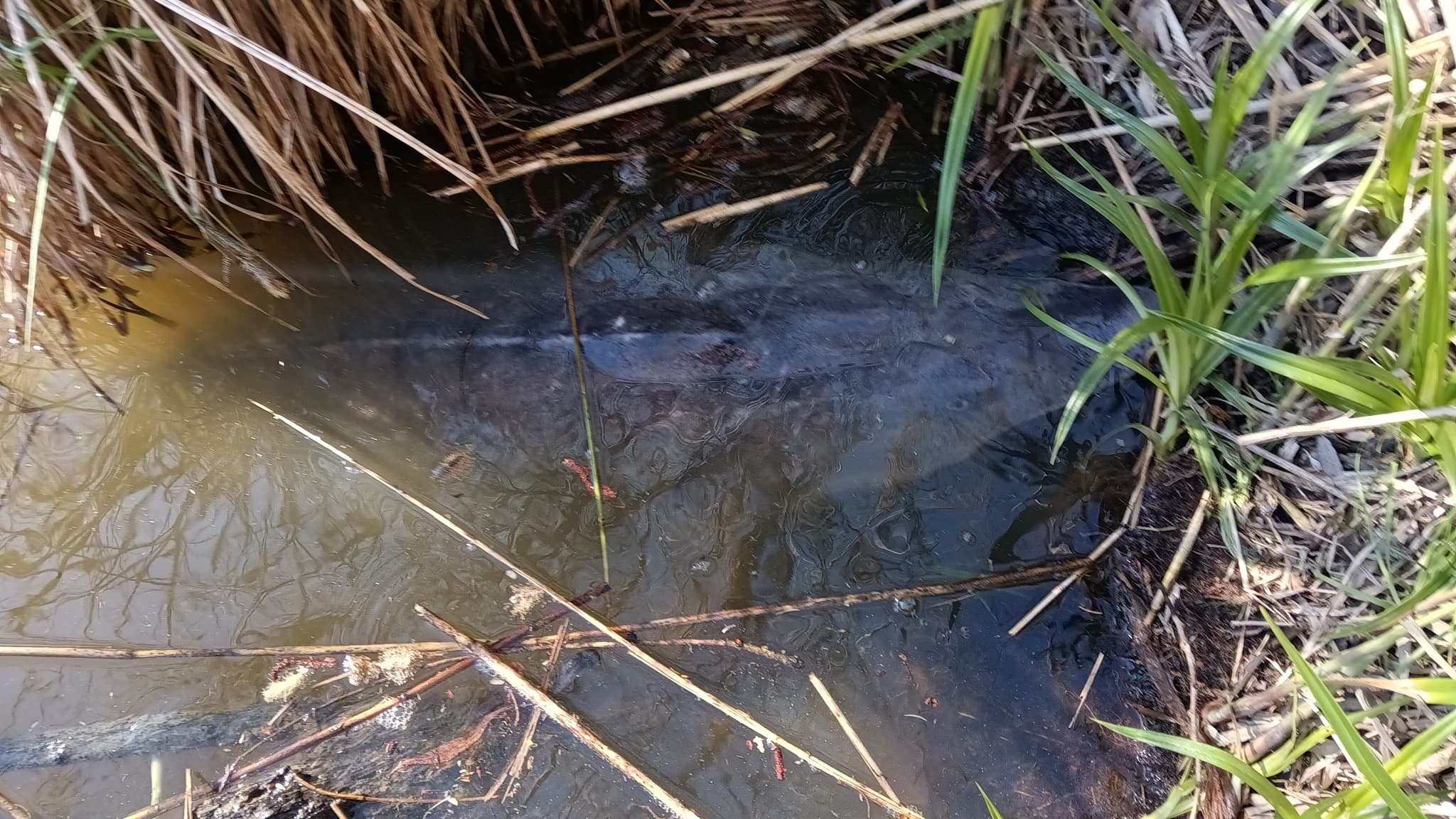 Beluga Sturgeon — photograph 3