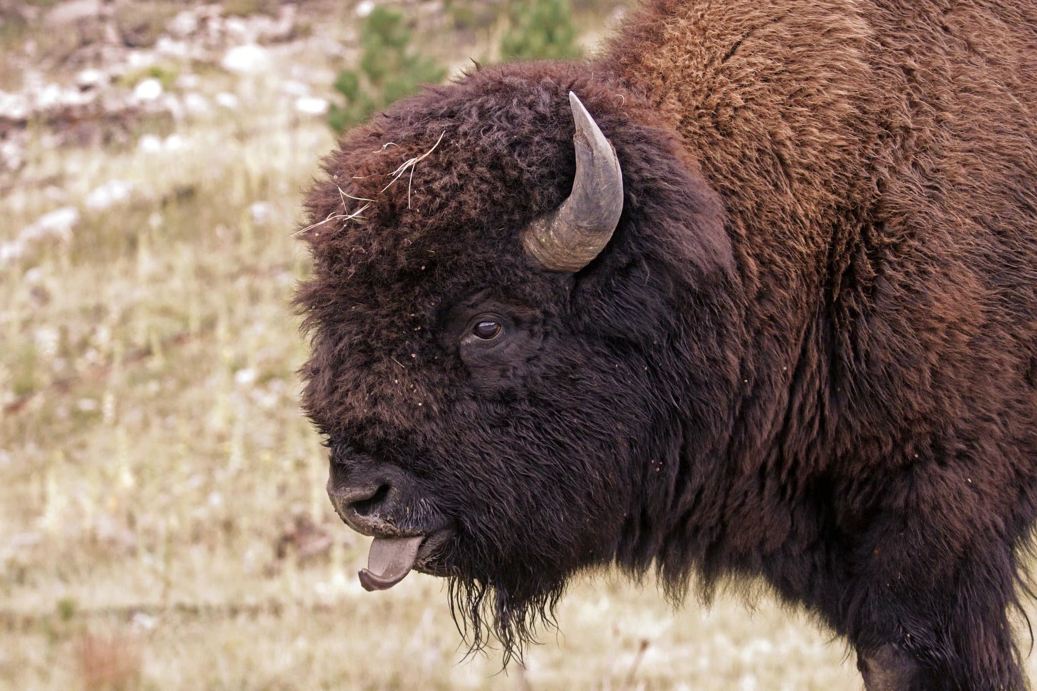 American Bison — photograph 2