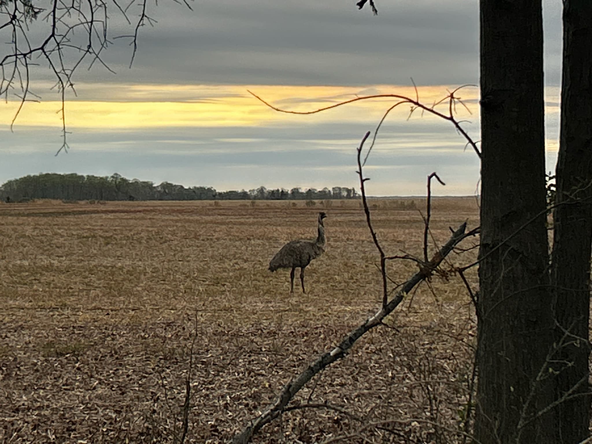 Emu — photograph 2