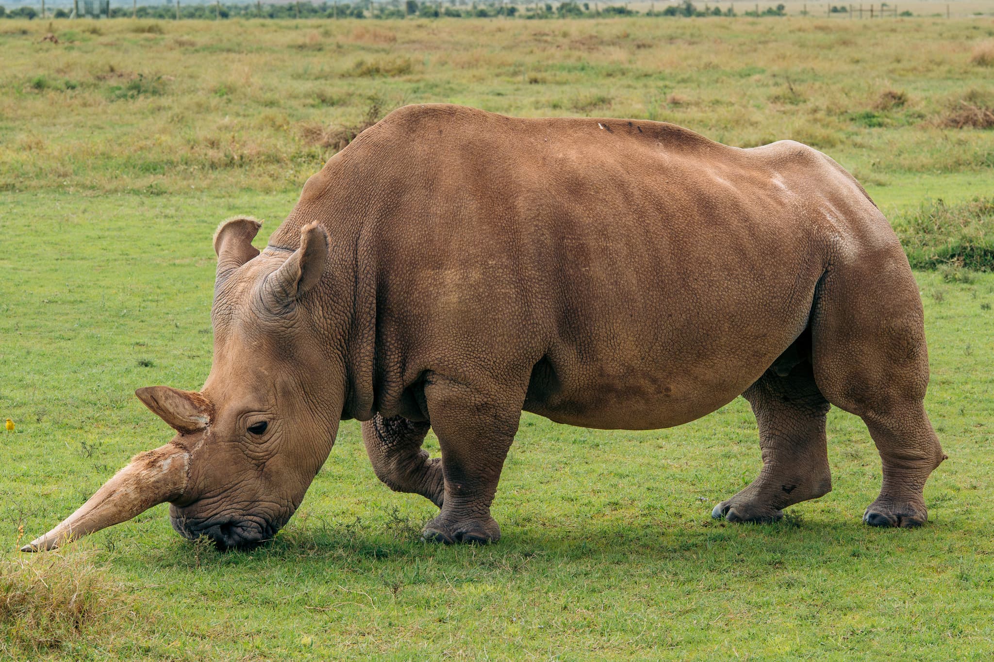 White Rhinoceros photo